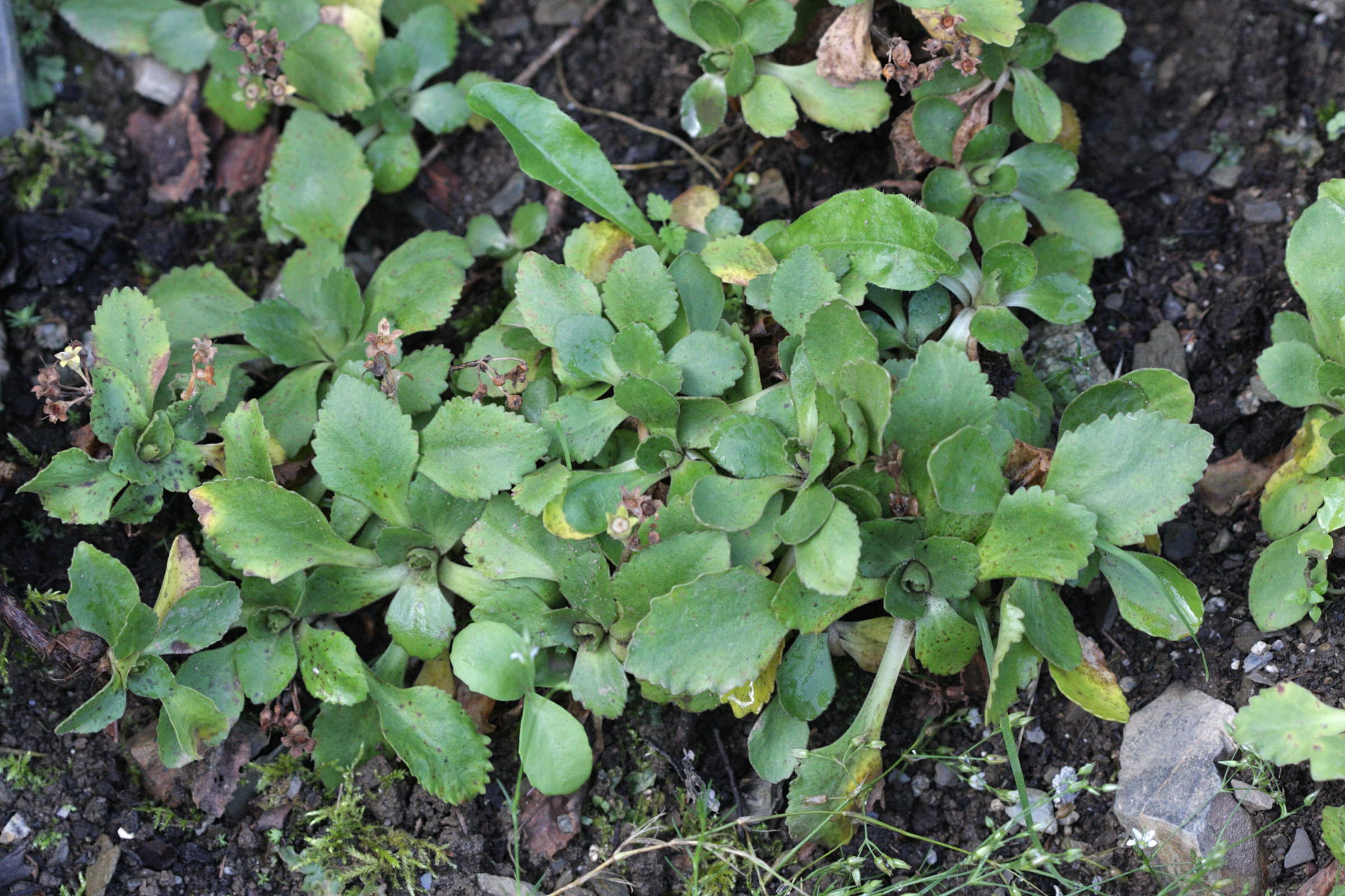 Afficher le média primula_hirsuta1bd primula_hirsuta1bd