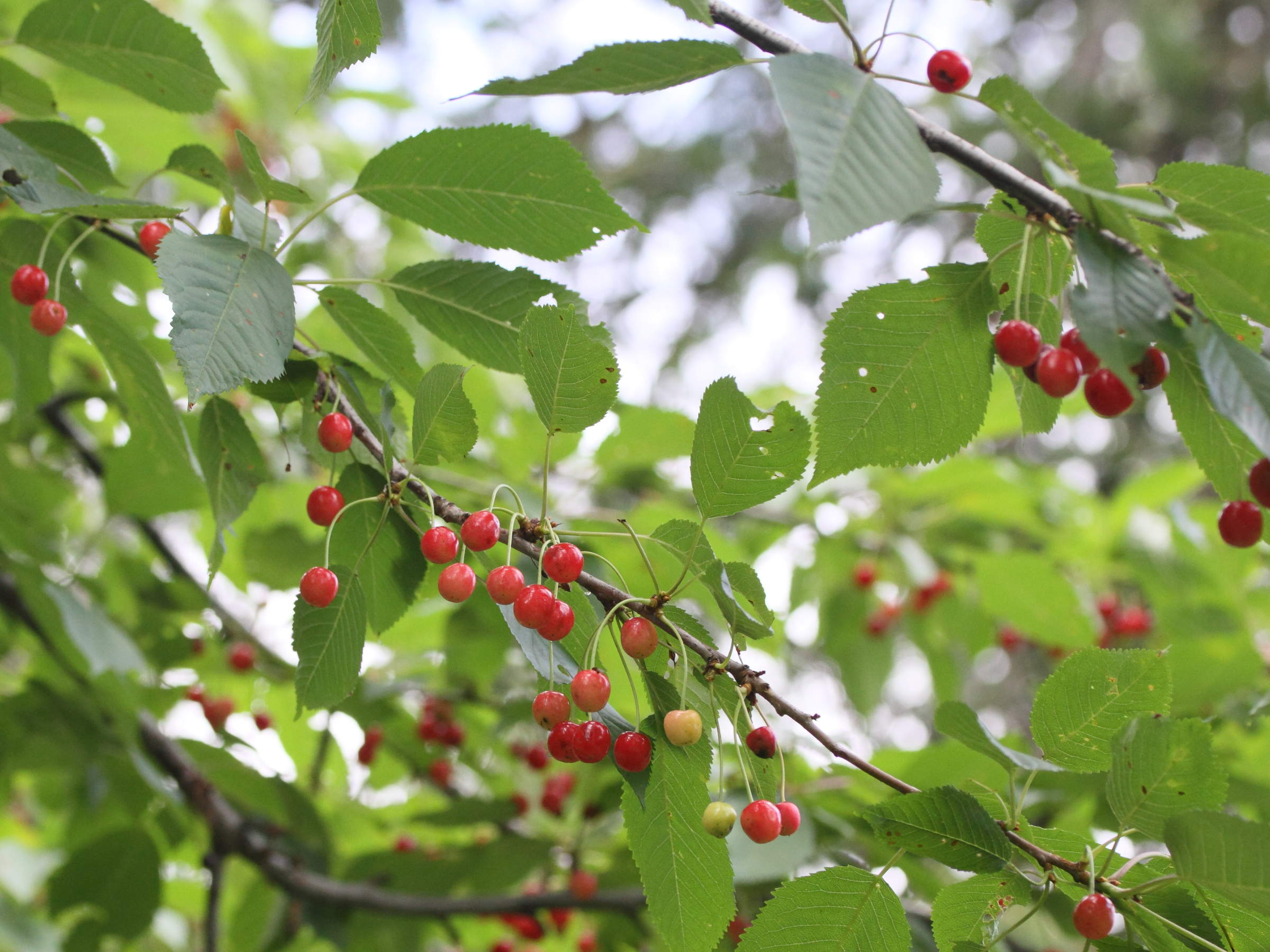 Afficher le média prunus_avium10md prunus_avium10md