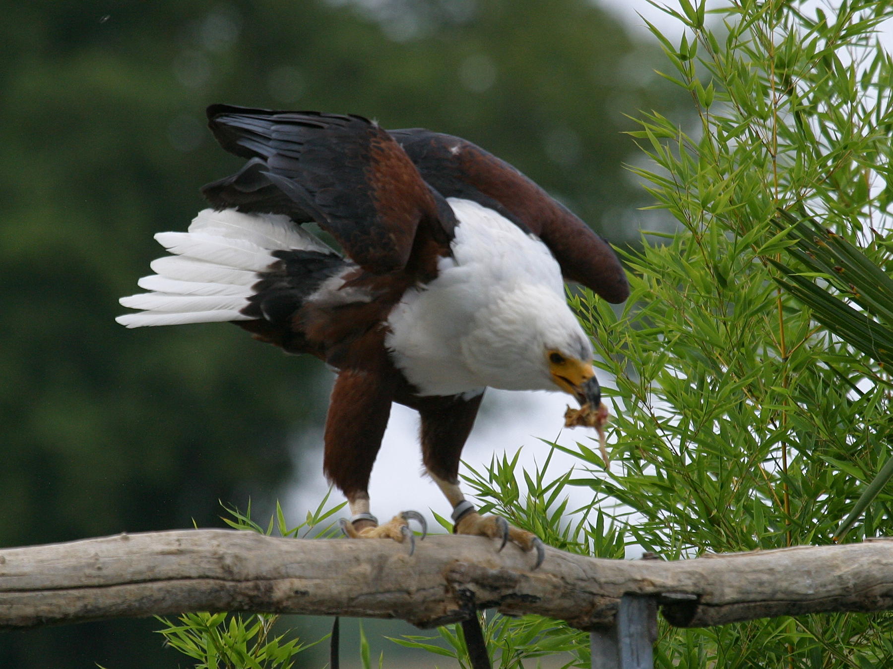 pygargue_d-afrique_-_haliaeetus_vocifer2bd
