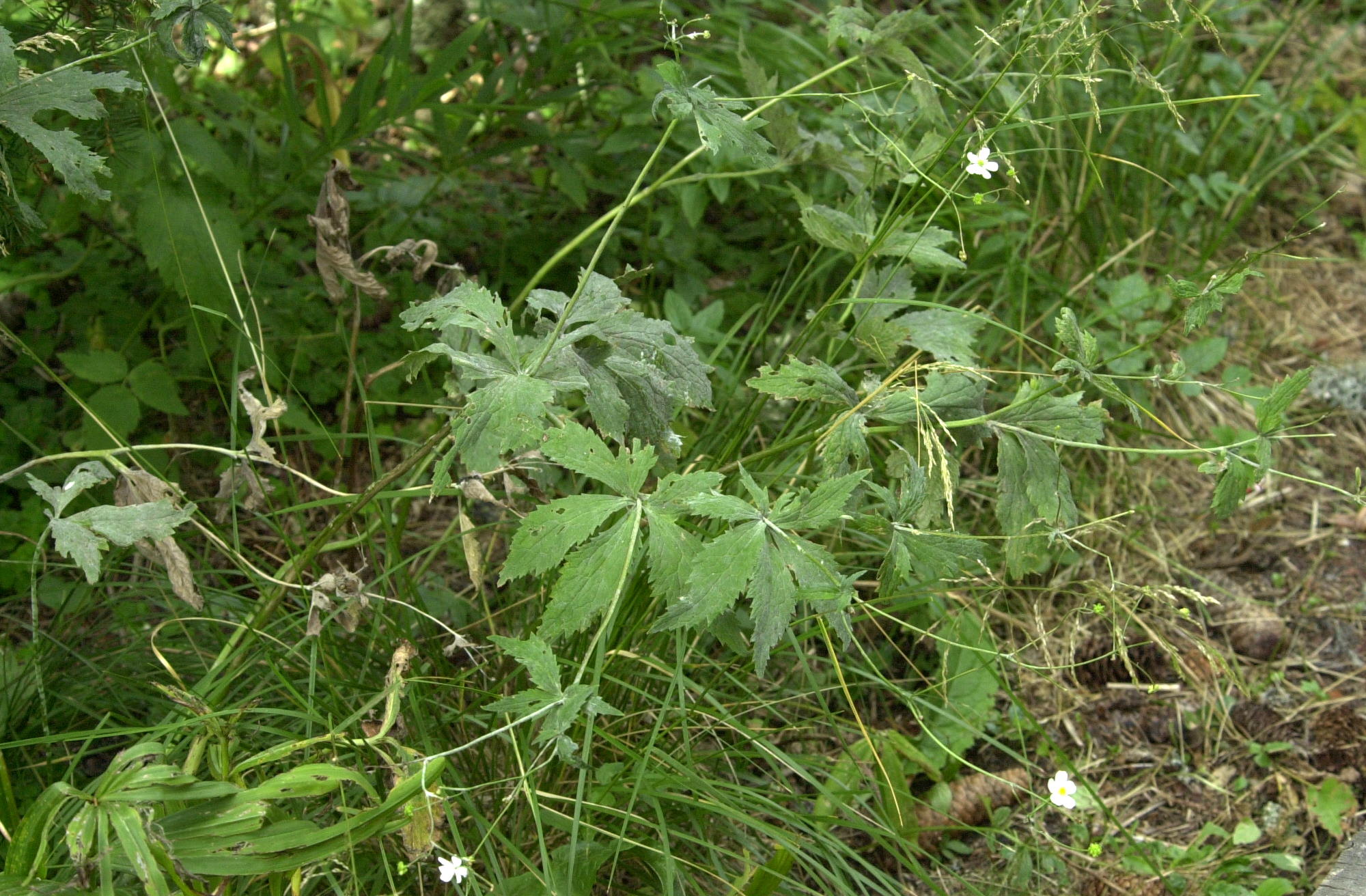 Afficher le média ranunculus_aconitifolius1md ranunculus_aconitifolius1md