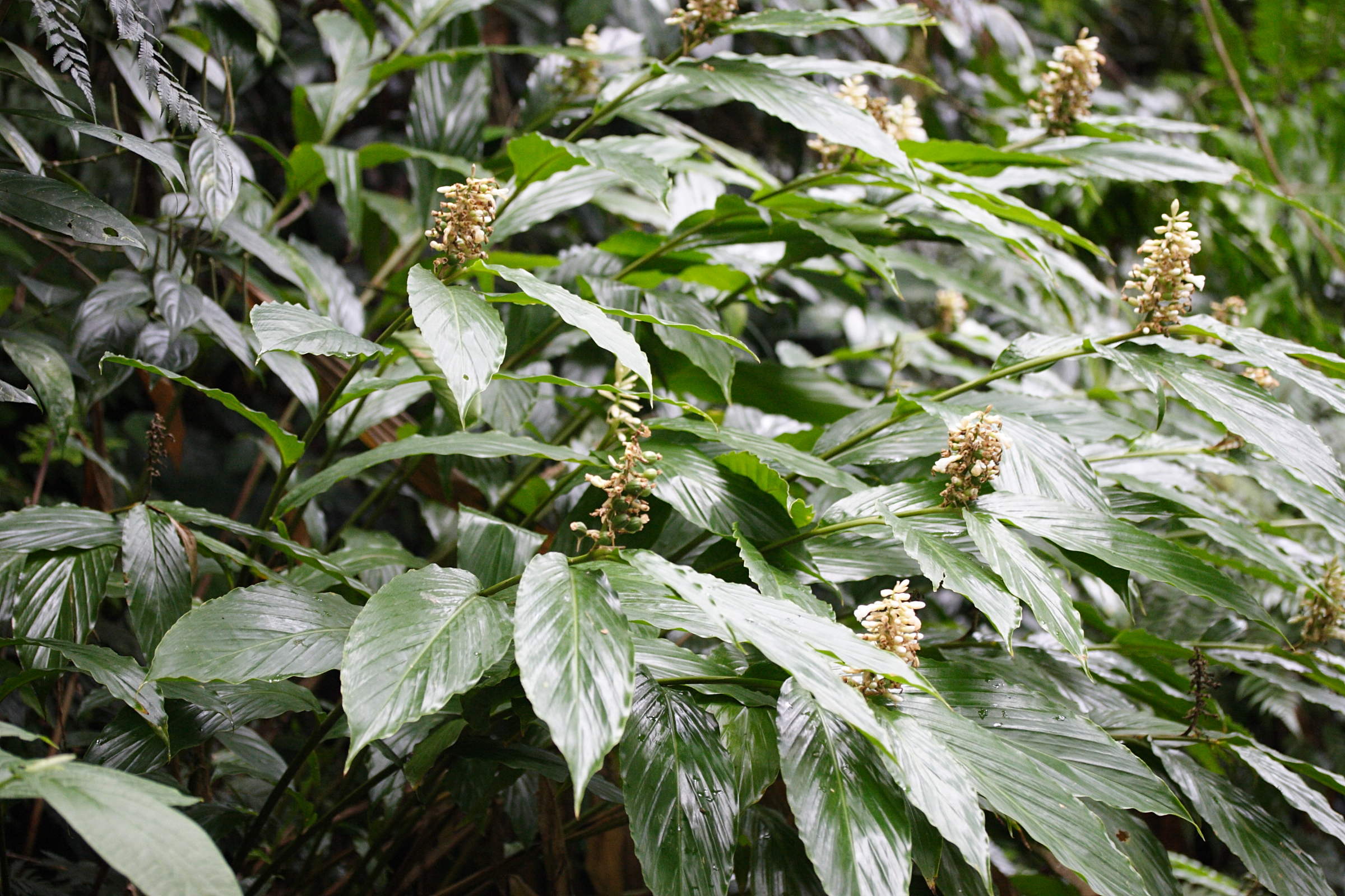 renealmia_pyramidalis3md