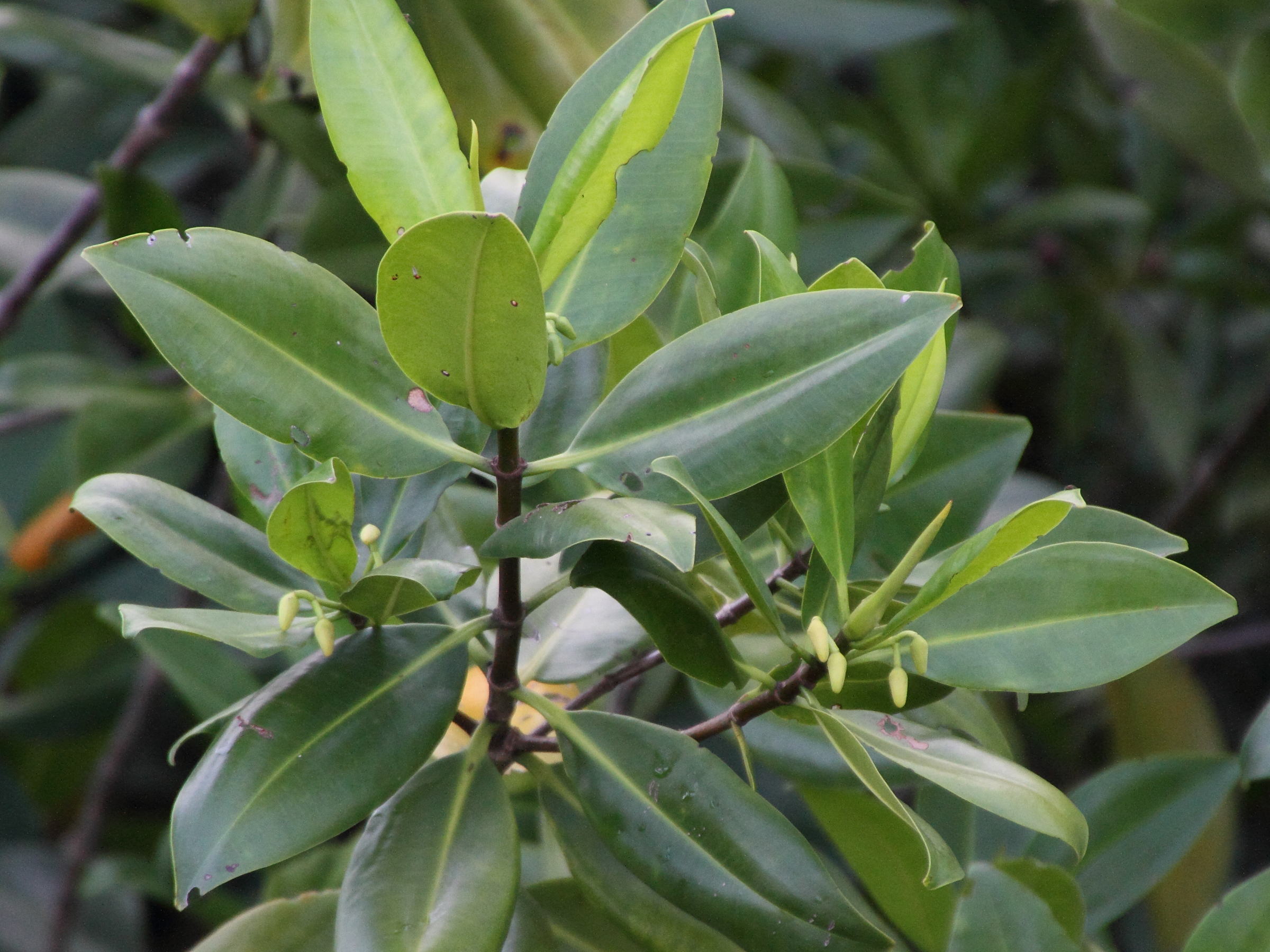 rhizophora_mangle13md