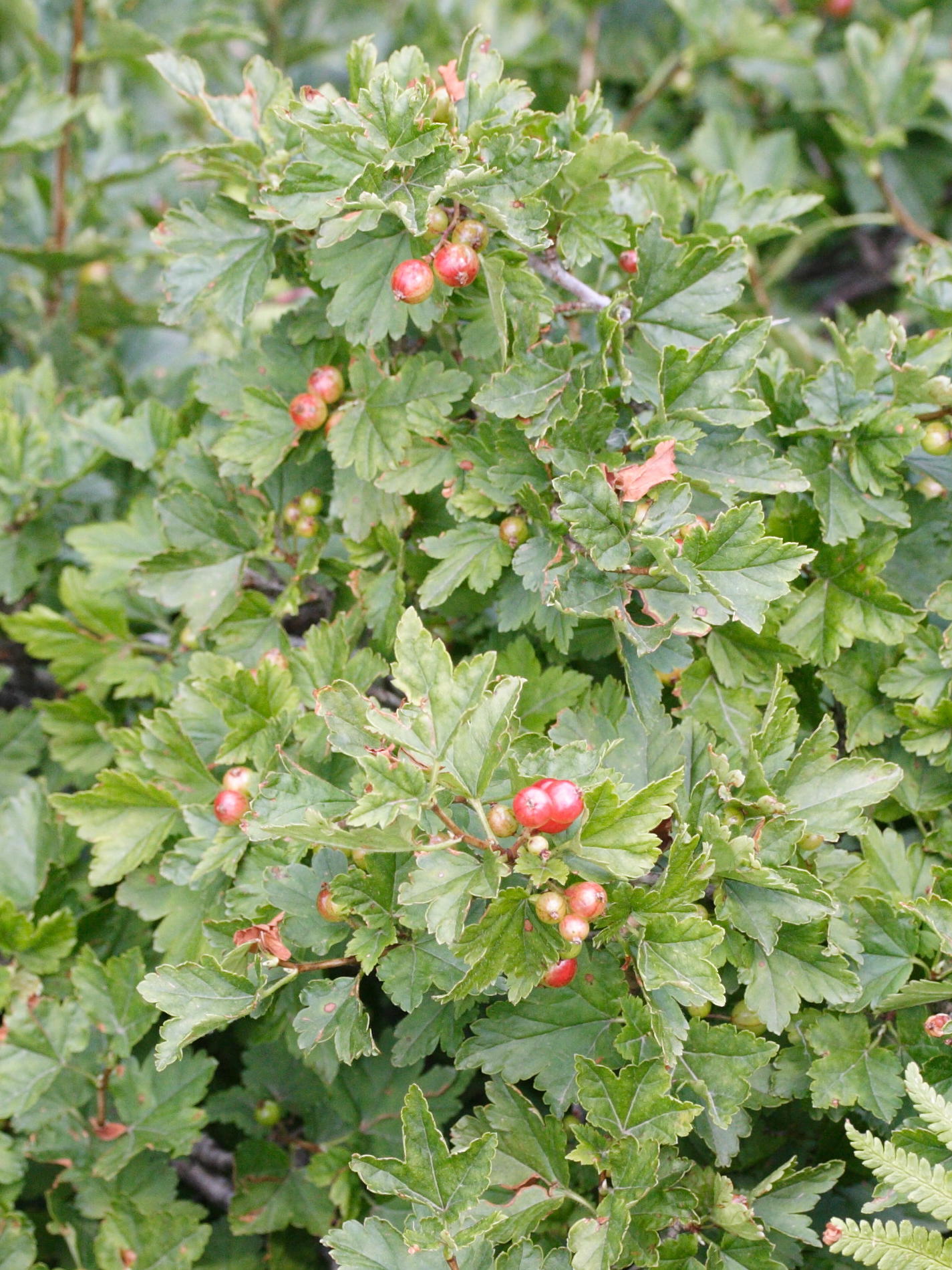 ribes_alpinum4md