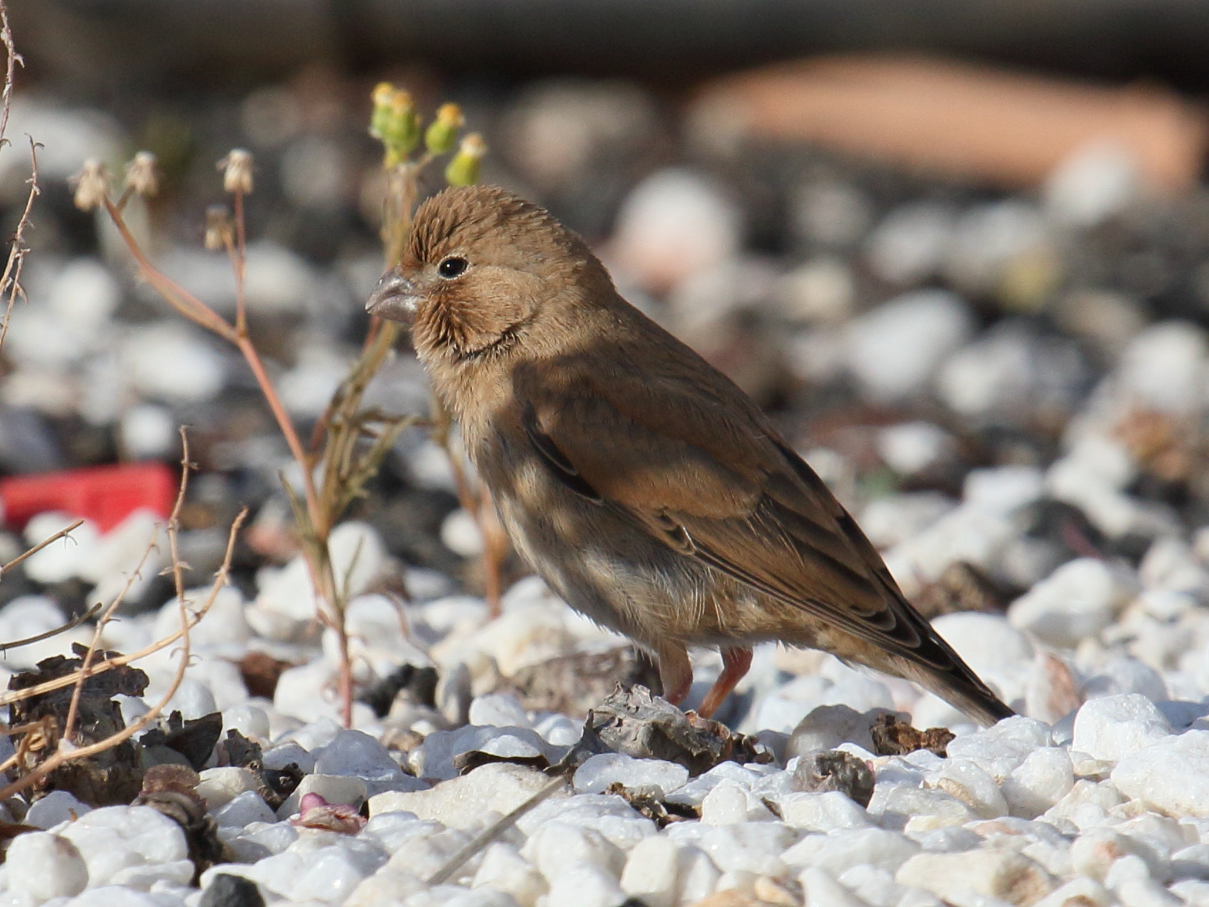 roselin_githagine_-_bucanetes_githagineus1bd