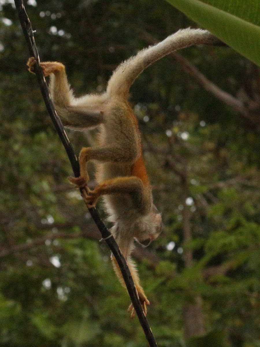 saimiri_oerstedii2bd