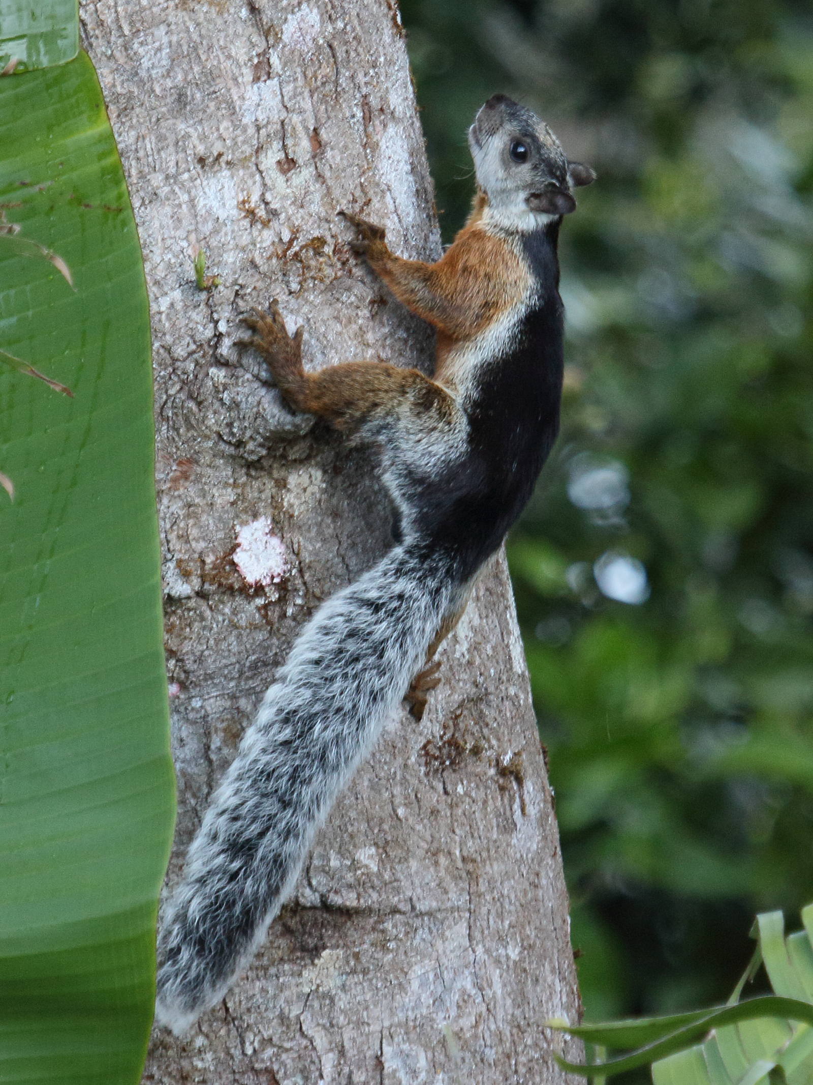sciurus_variegatoides2bd