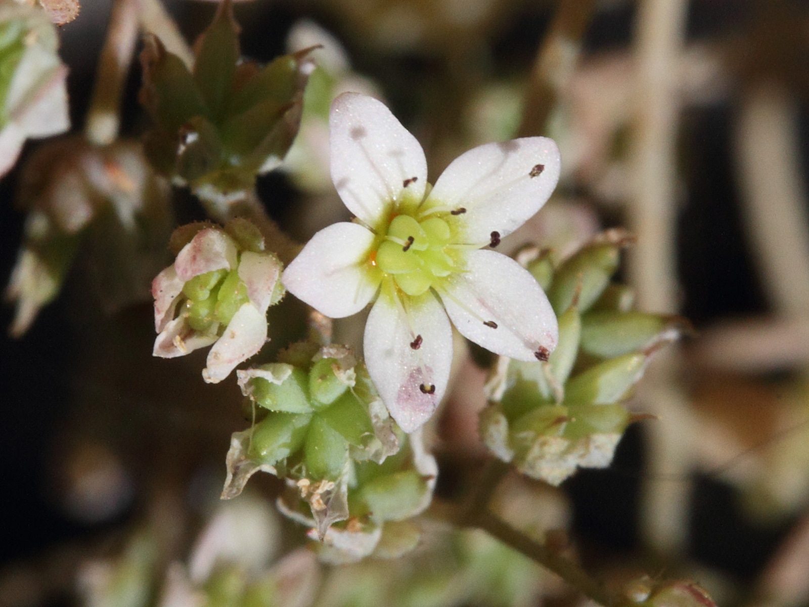 sedum_dasyphyllum2md