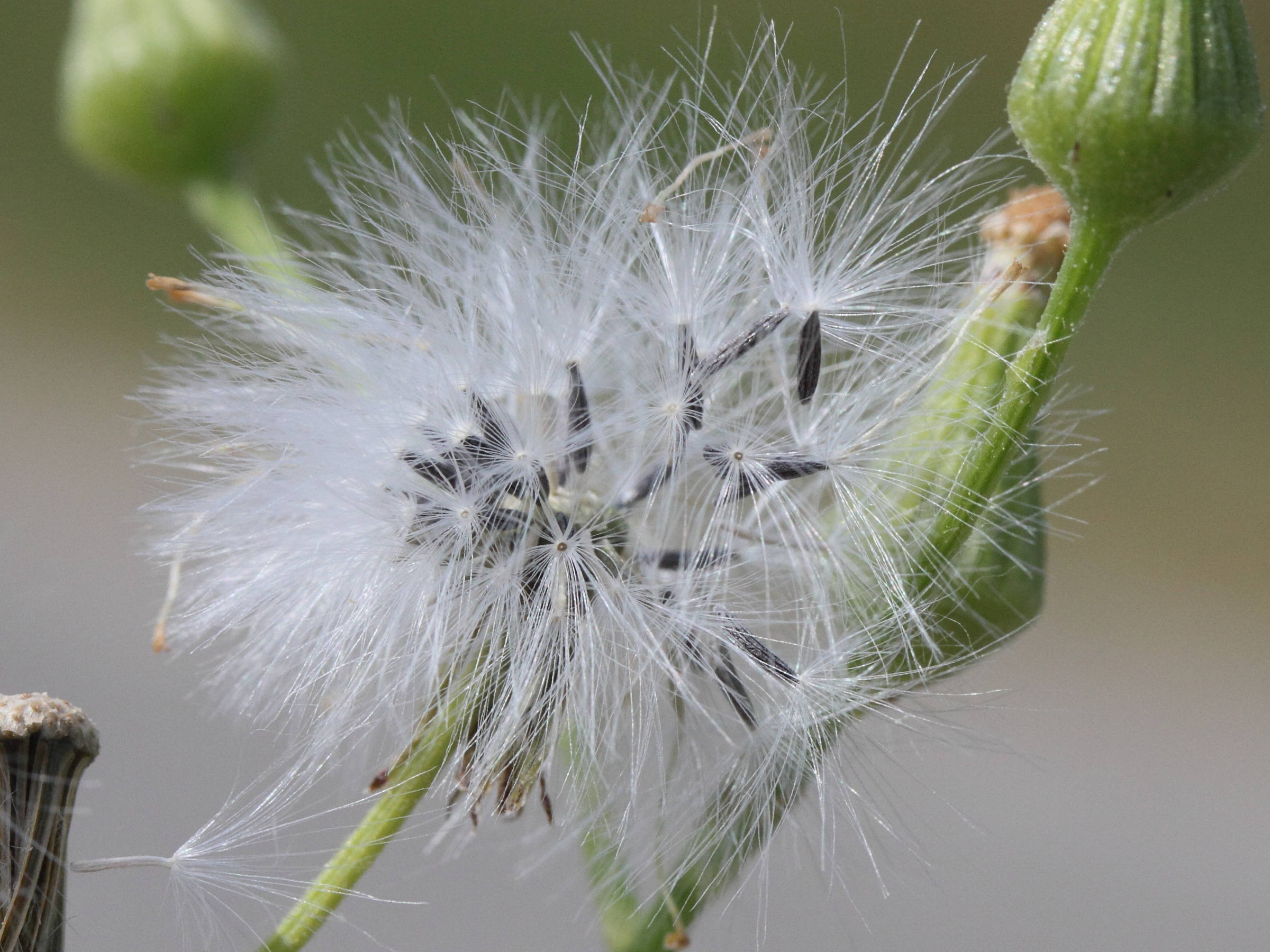 senecio_sylvaticus5md