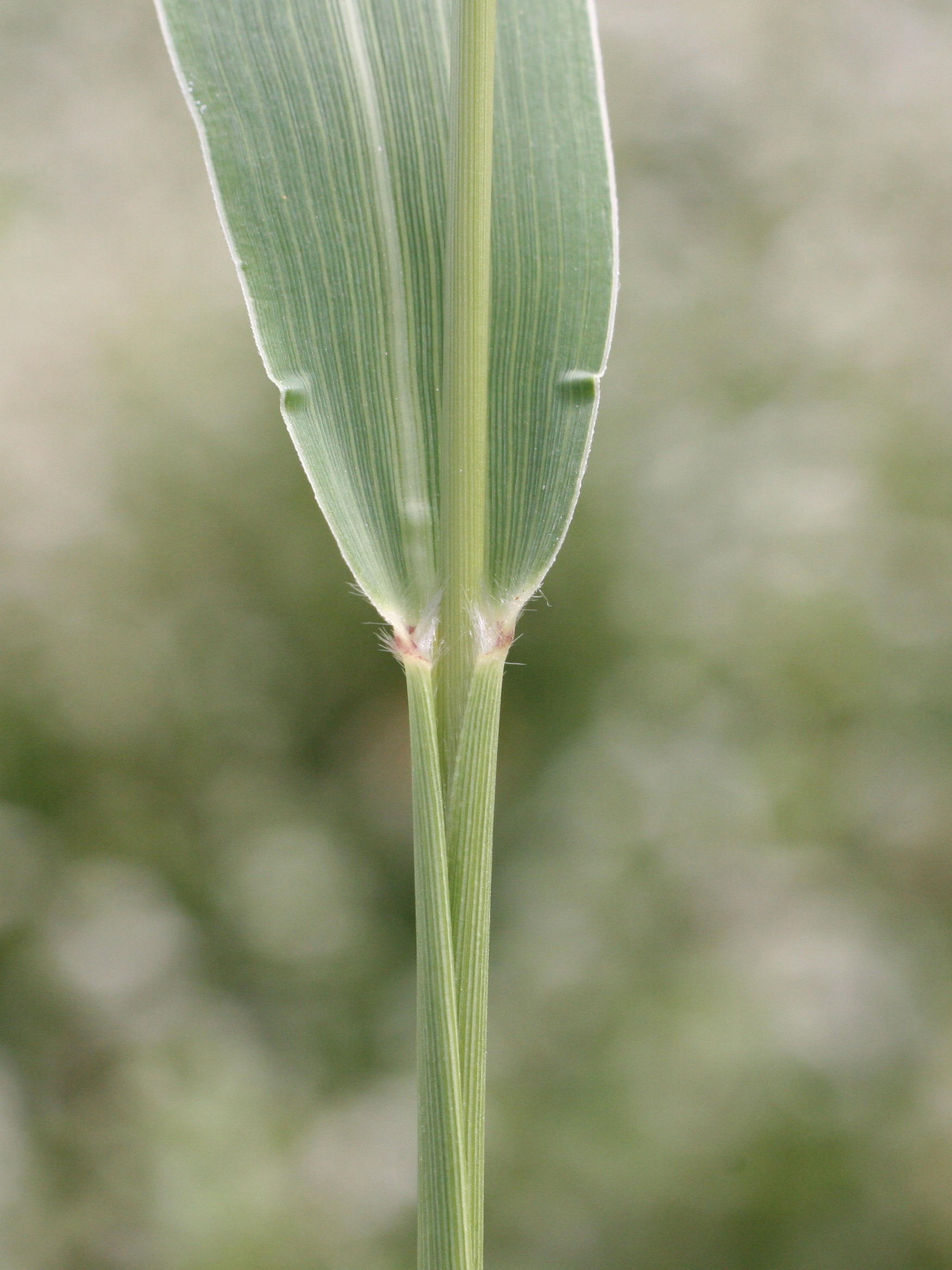 setaria_viridis2md