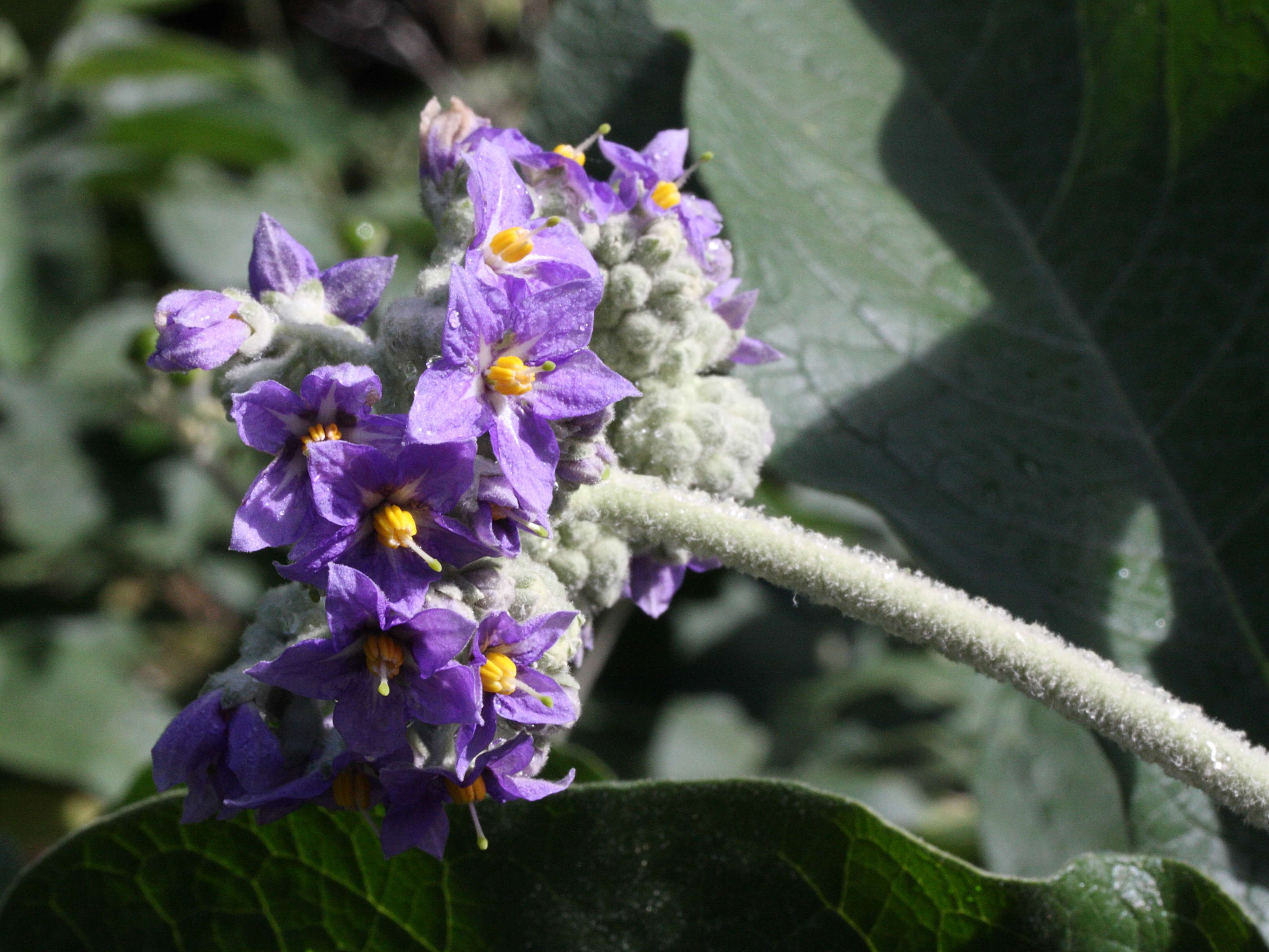 solanum_mauritianum2bmd