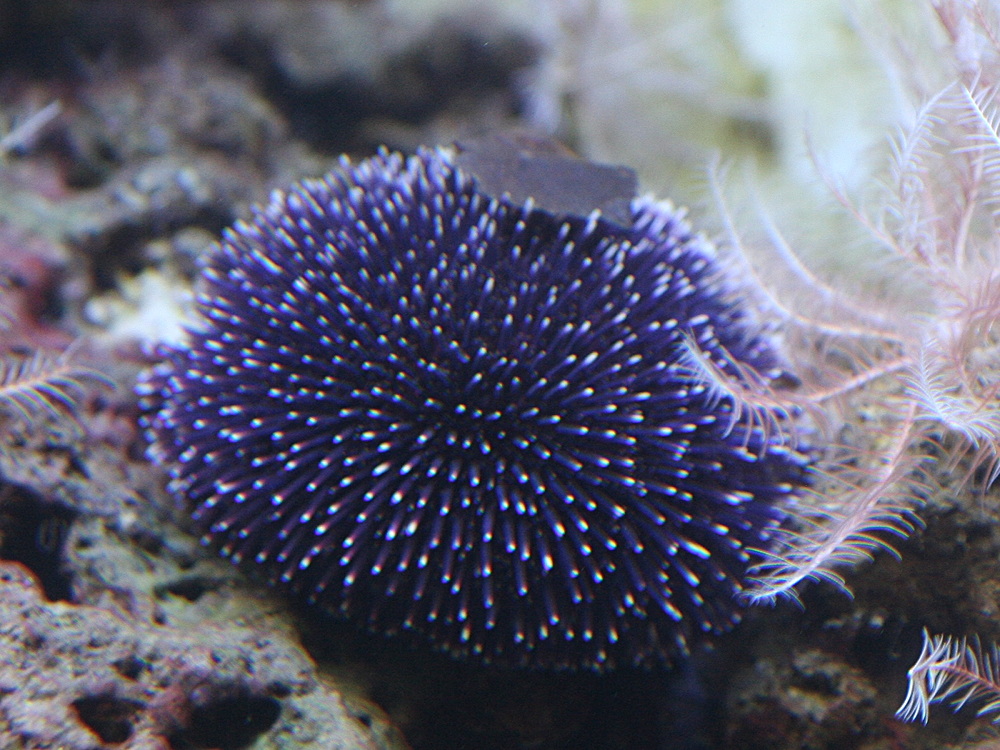 Afficher le média sphaerechinus_granularis1md sphaerechinus_granularis1md