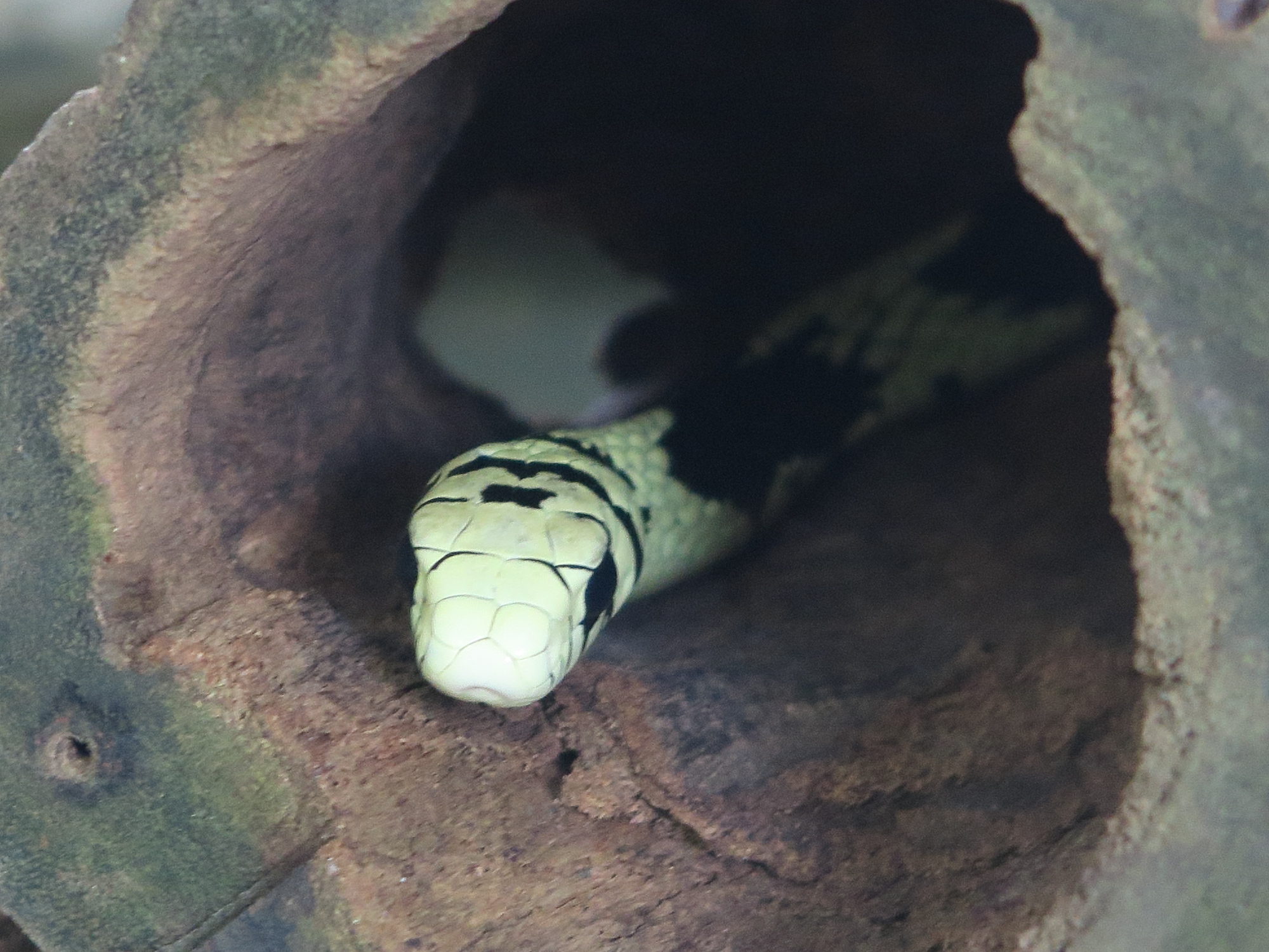 spilotes_pullatus1md