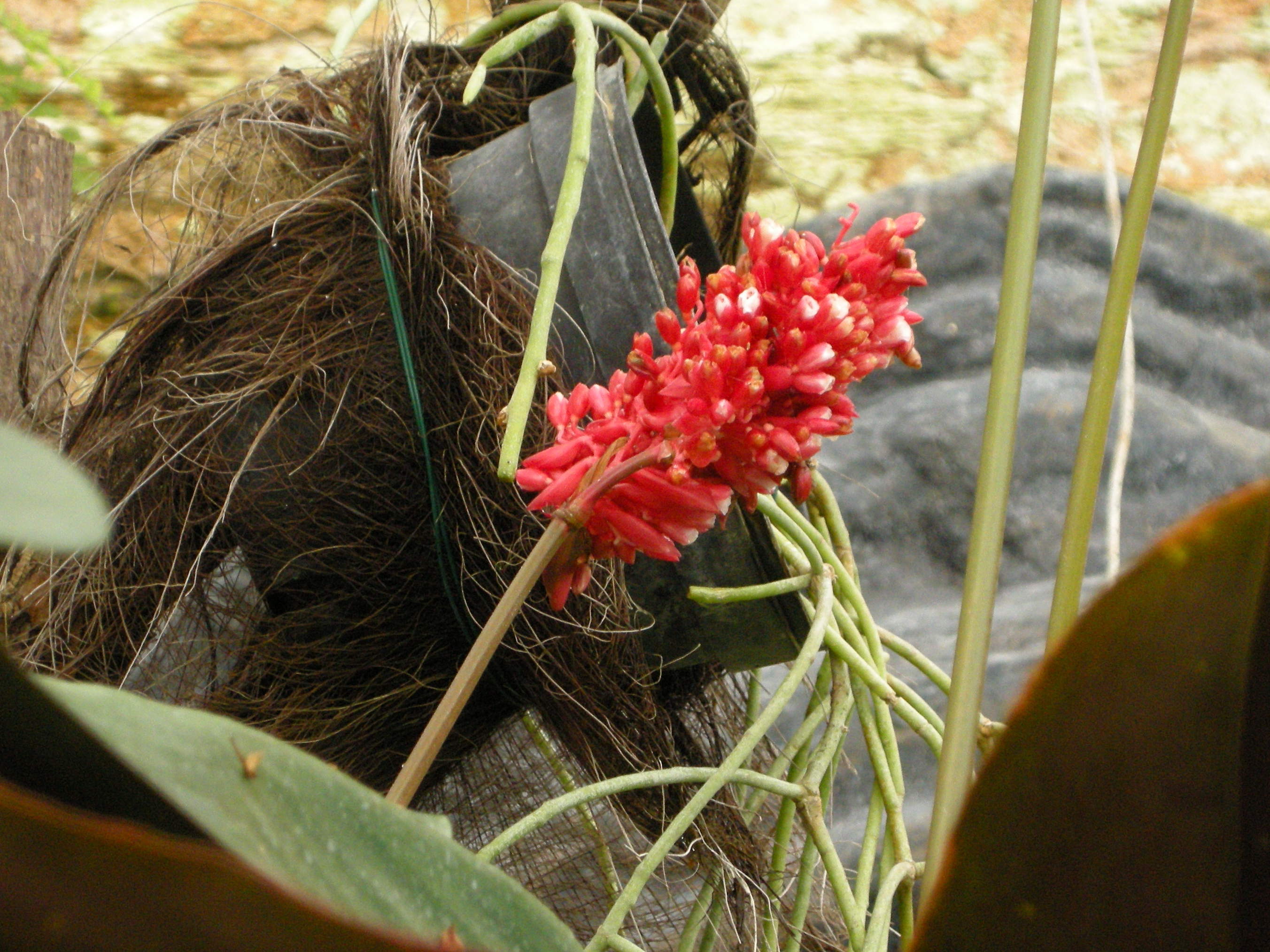 stromanthe_sanguinea2md