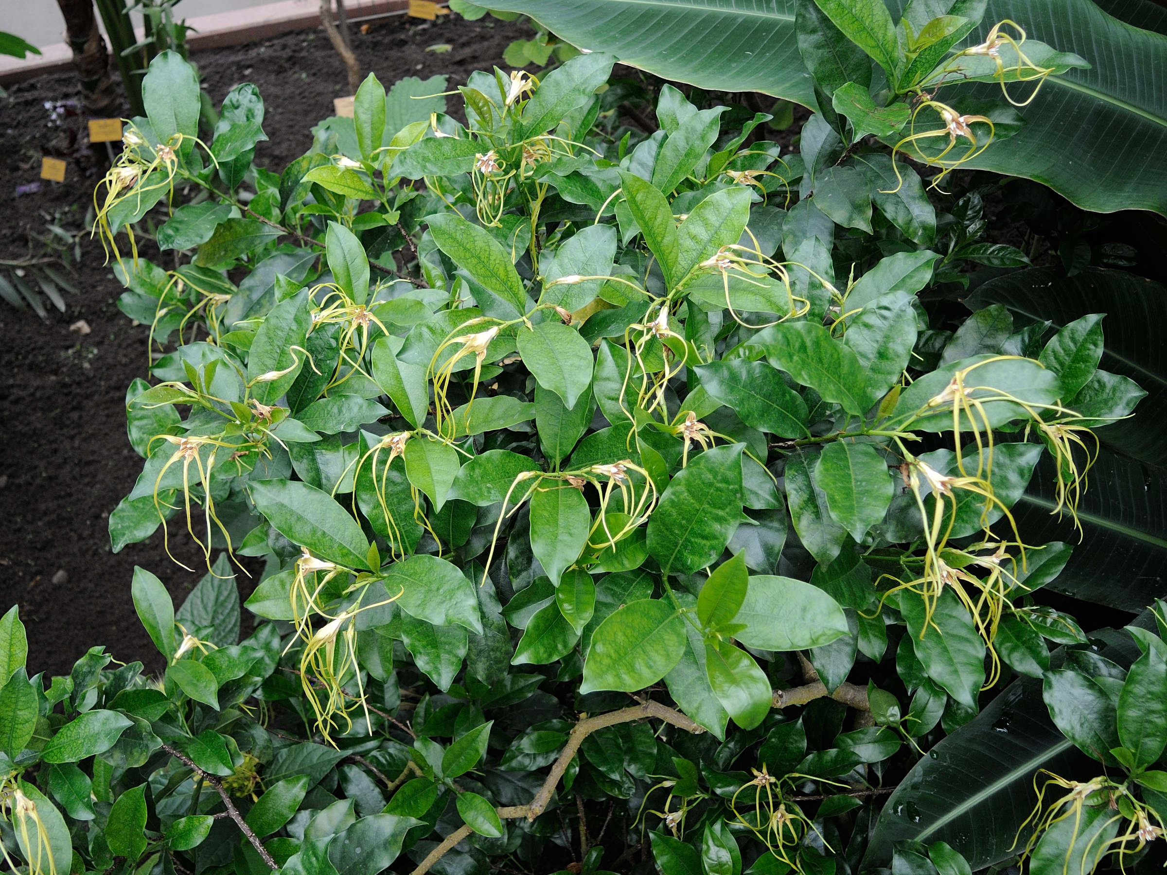 strophanthus_divaricatus1md