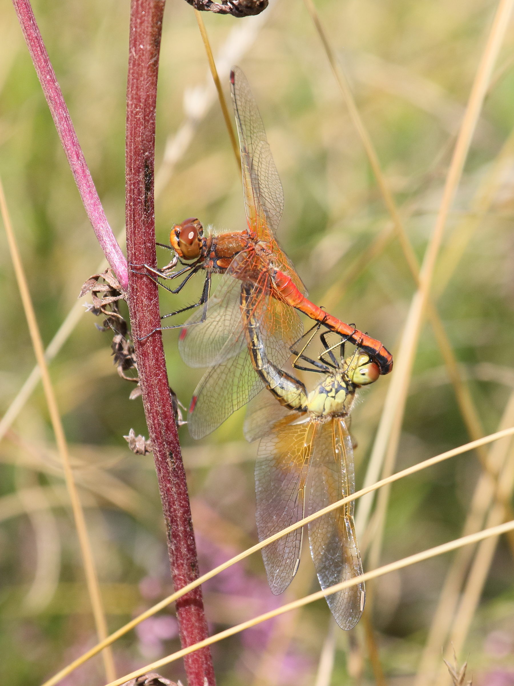 sympetrum_flaveolum5bd