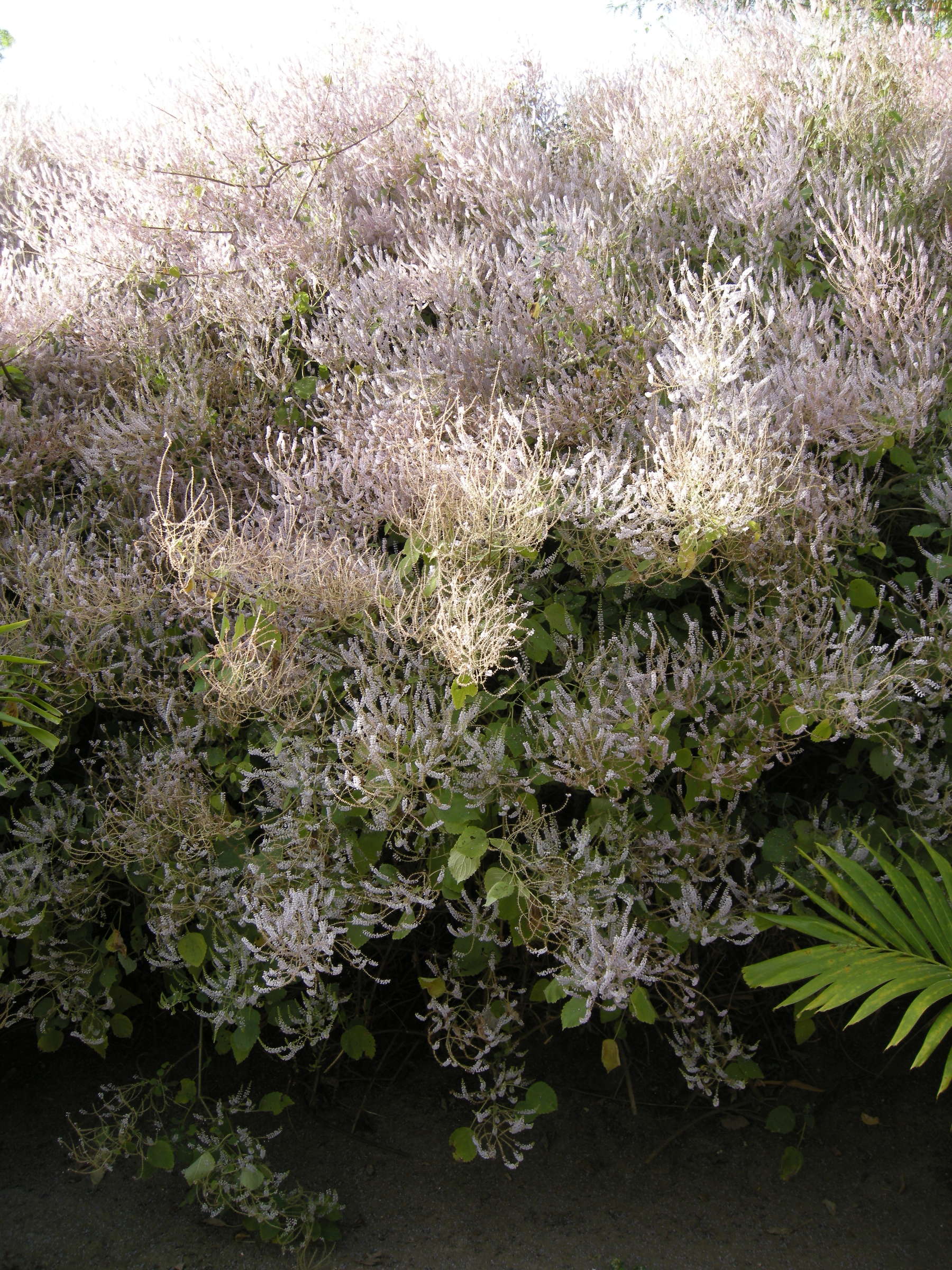 tetradenia_riparia4md