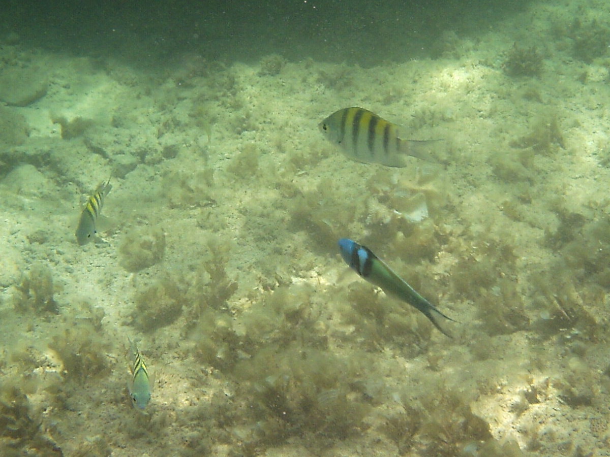 thalassoma_bifasciatum1bd