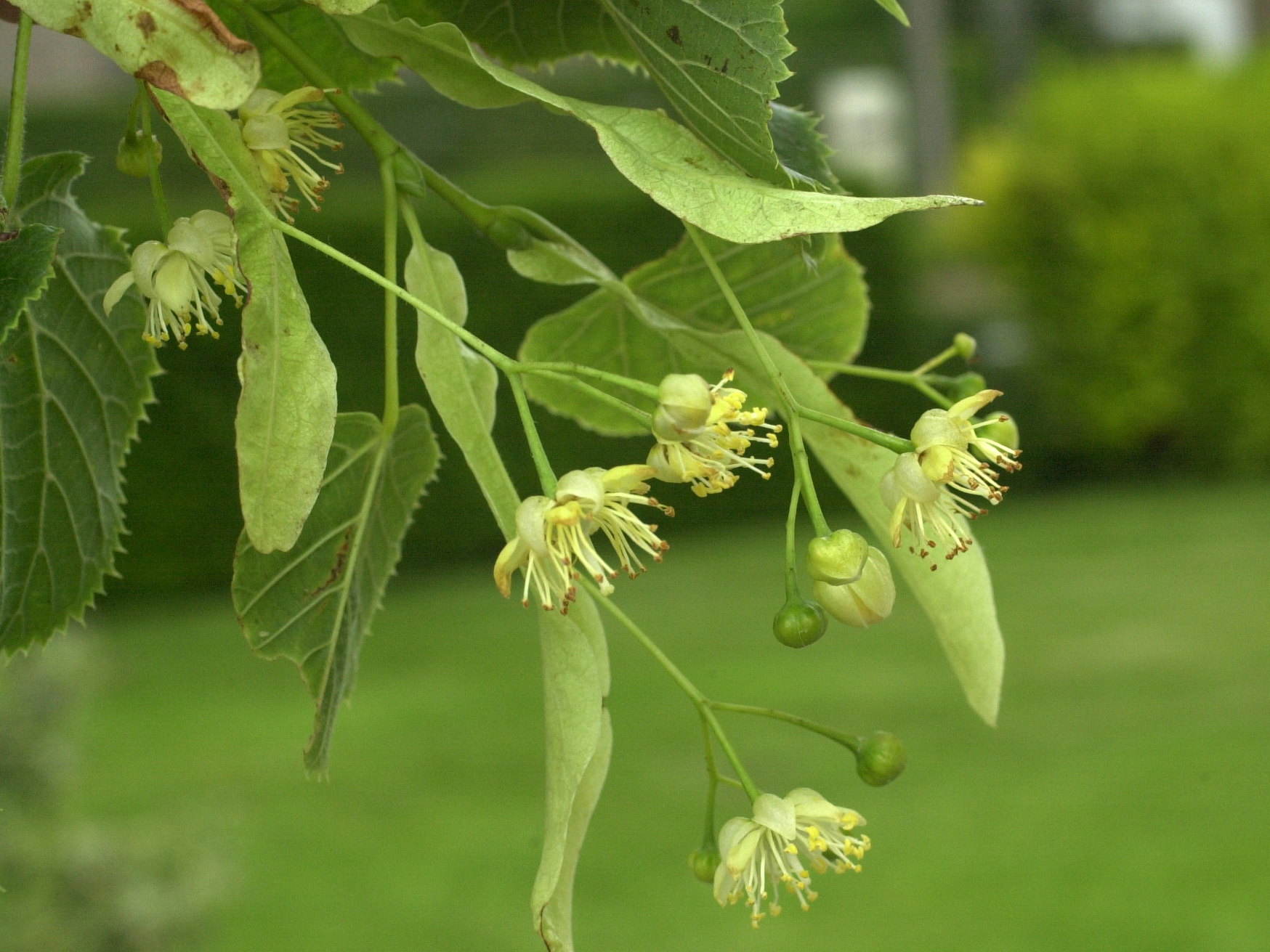 Afficher le média tilia_platyphyllos2md tilia_platyphyllos2md