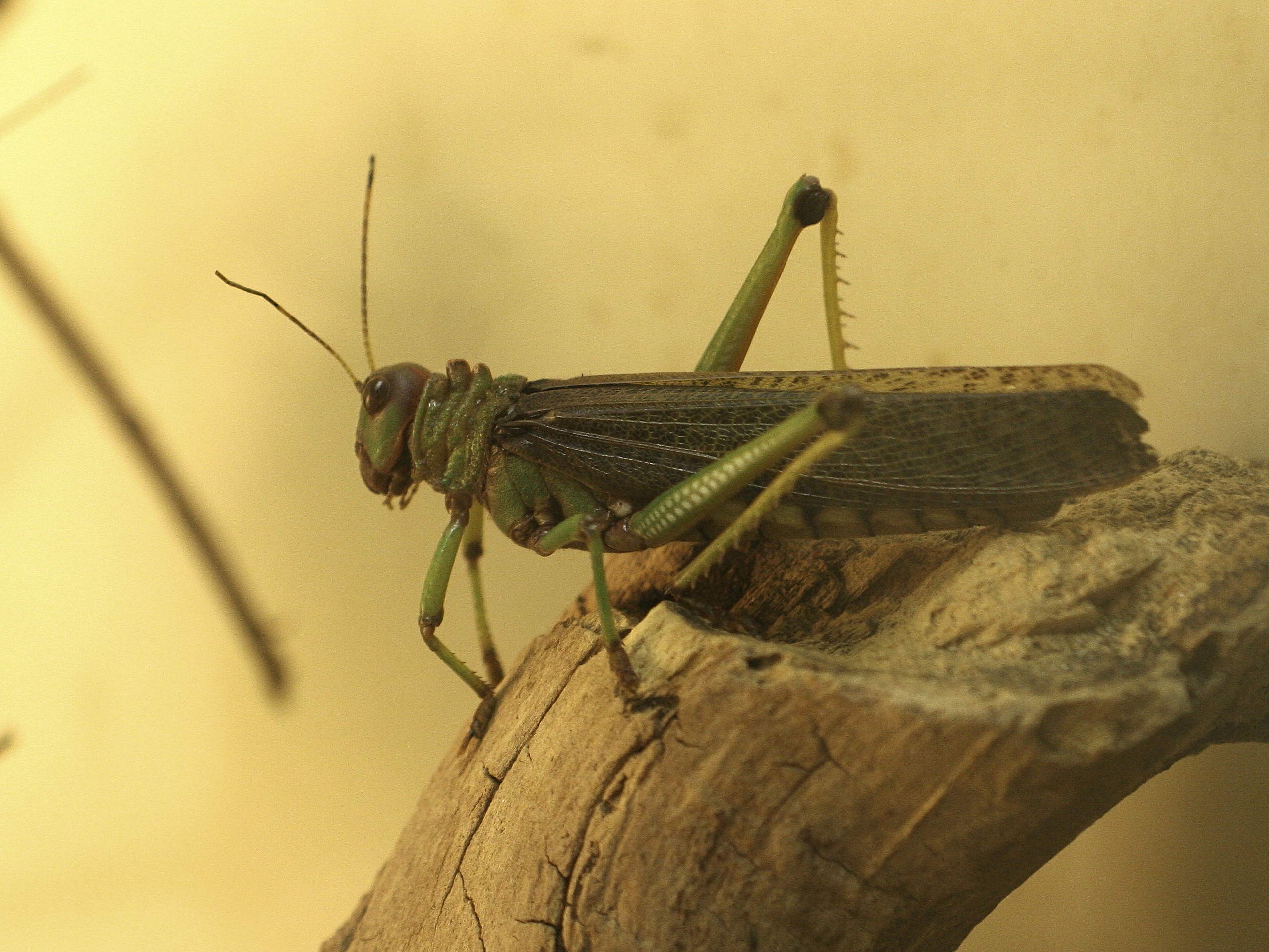 tropidacris_collaris5md