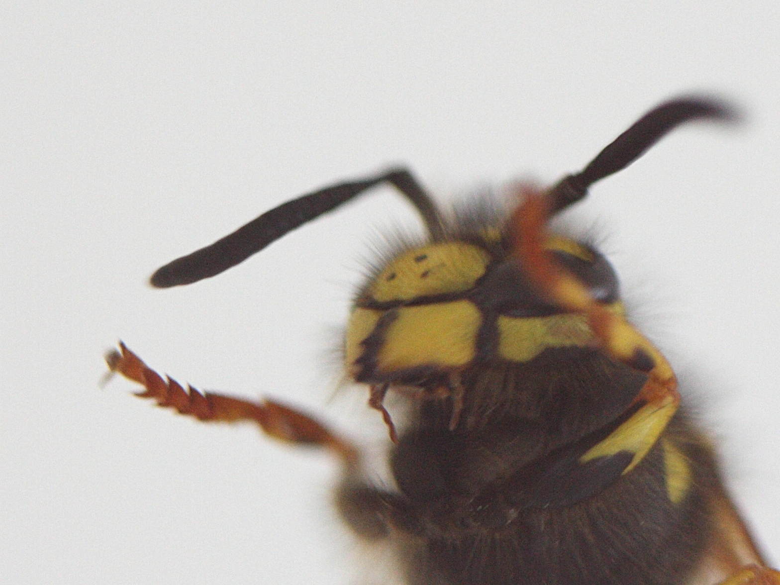 vespula_germanica4md