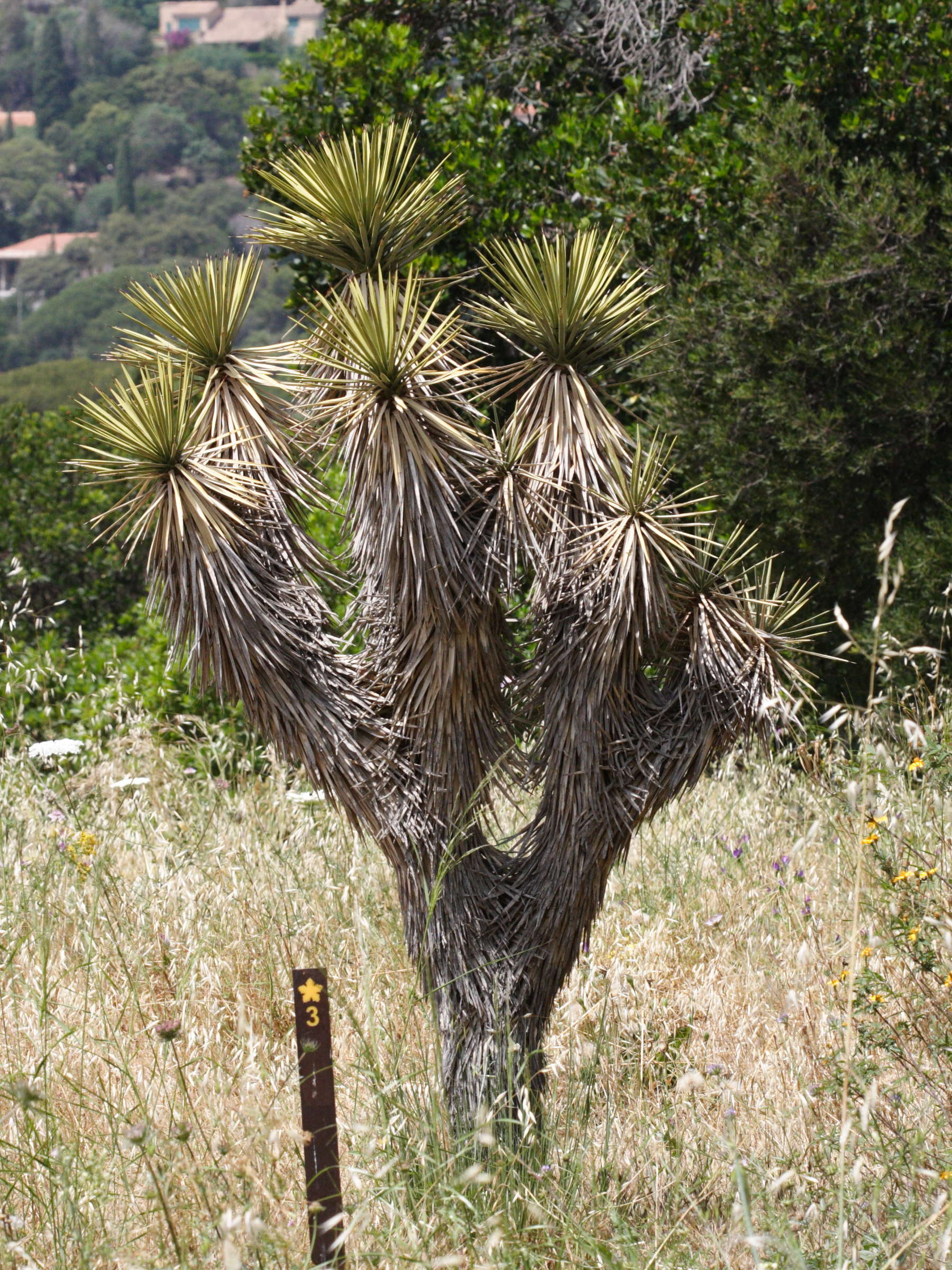 yucca_brevifolia1md