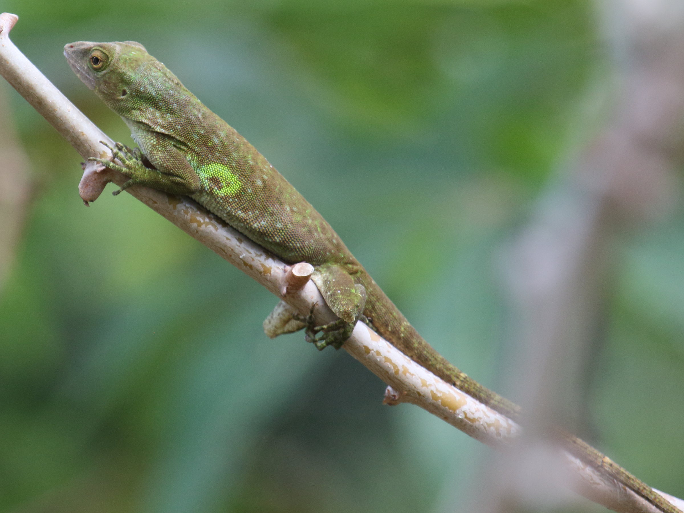 anolis_biporcatus3bd