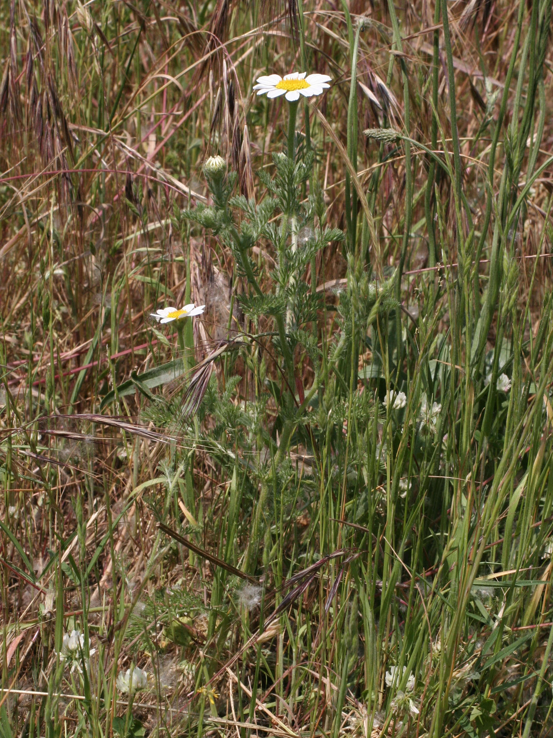 anthemis_arvensis3md