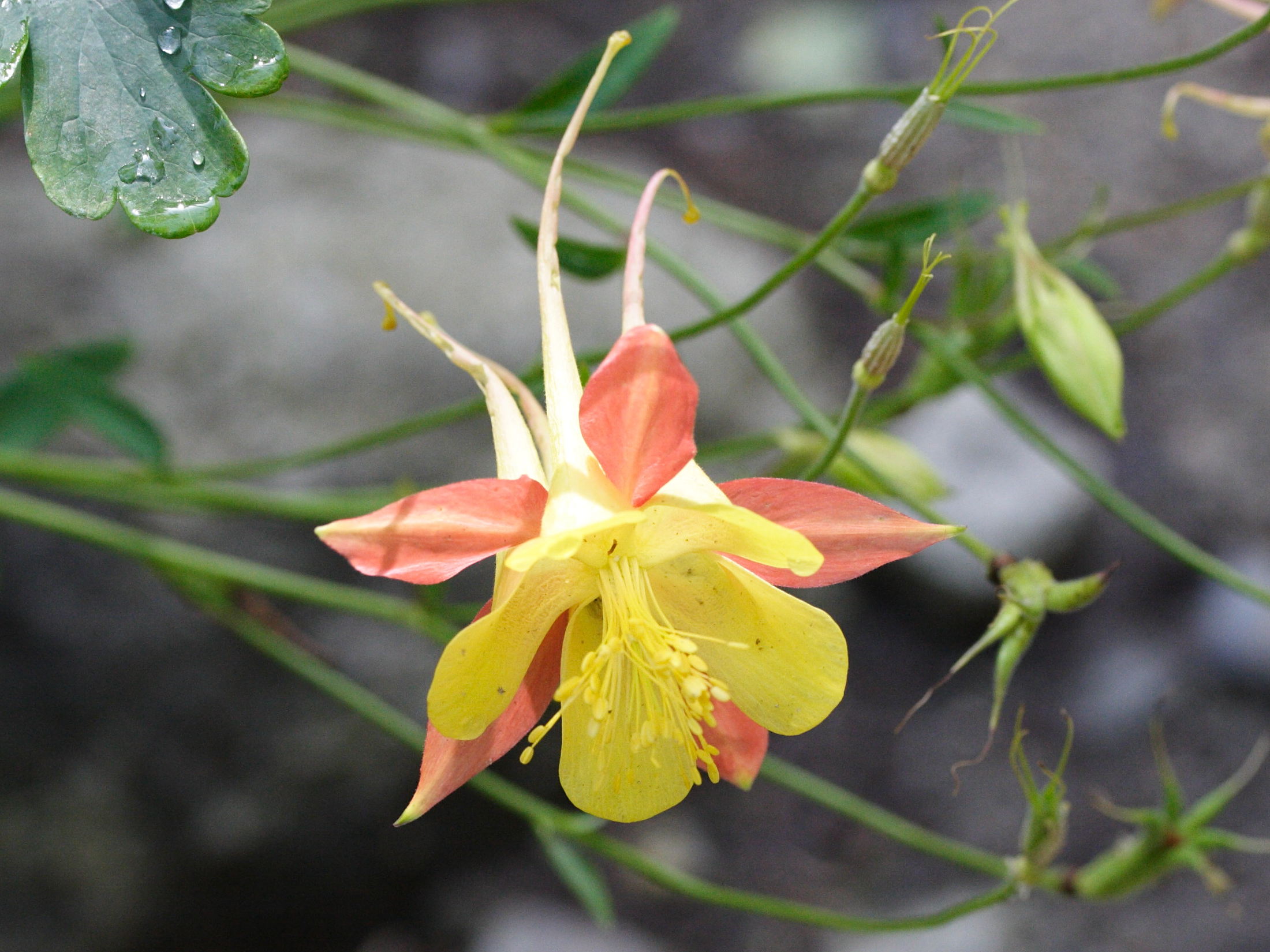 Afficher le média Aquilegia_triternata Aquilegia_triternata