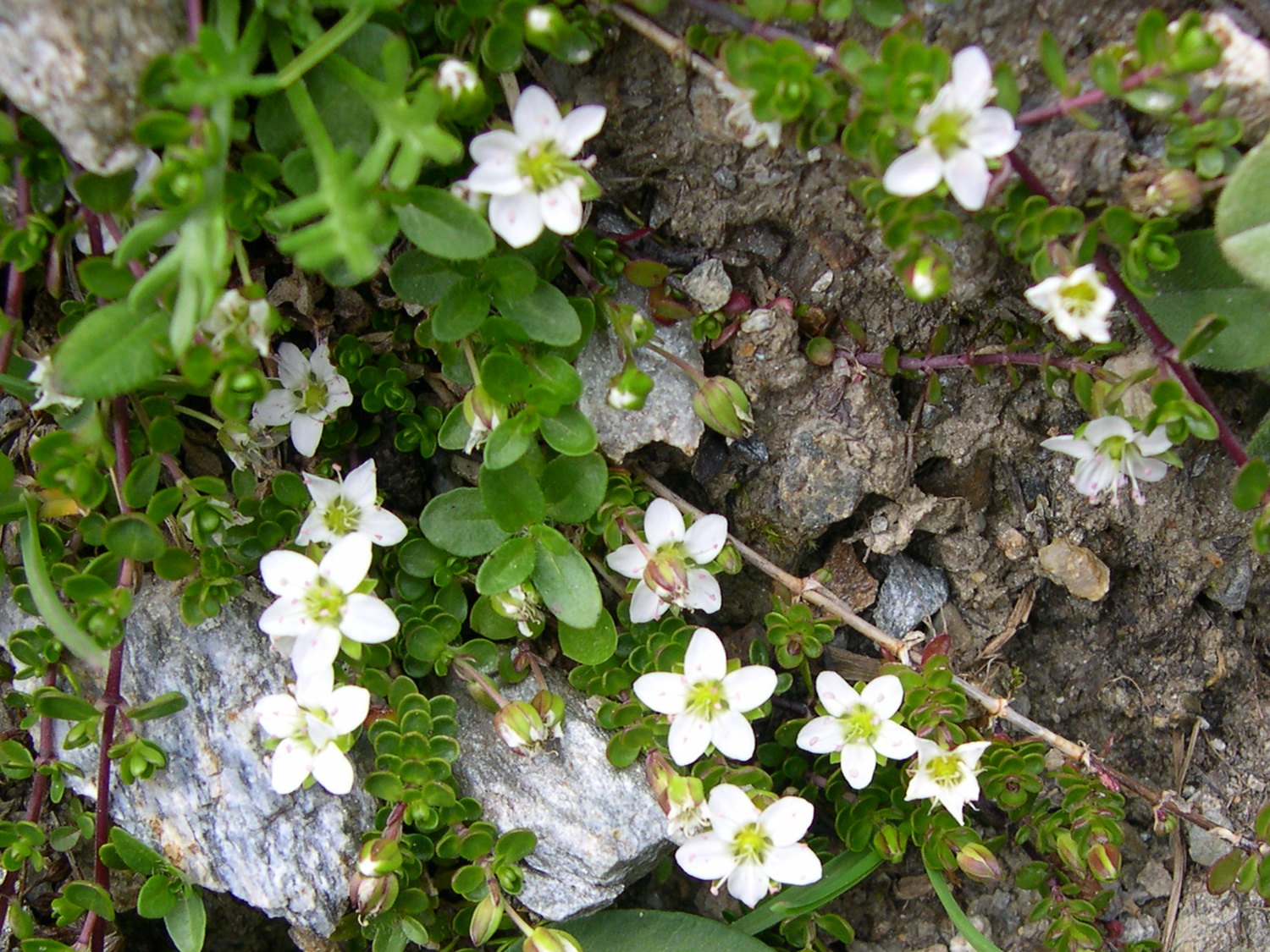 Afficher le média arenaria_biflora1md arenaria_biflora1md