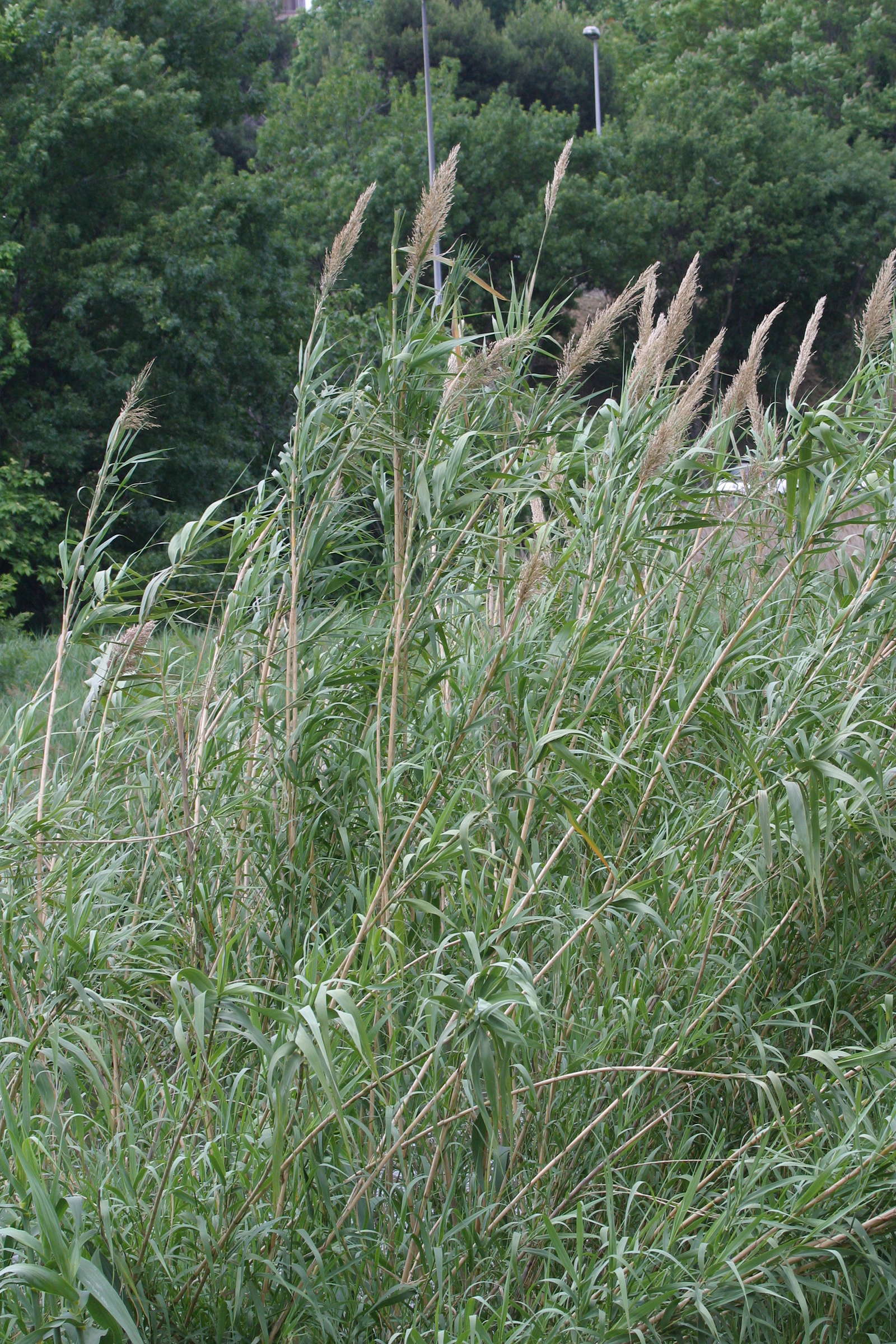 arundo_donax1bmd