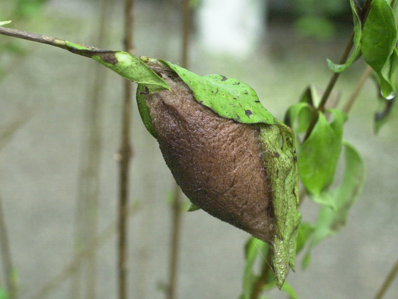attacus_atlas_nymphe1md