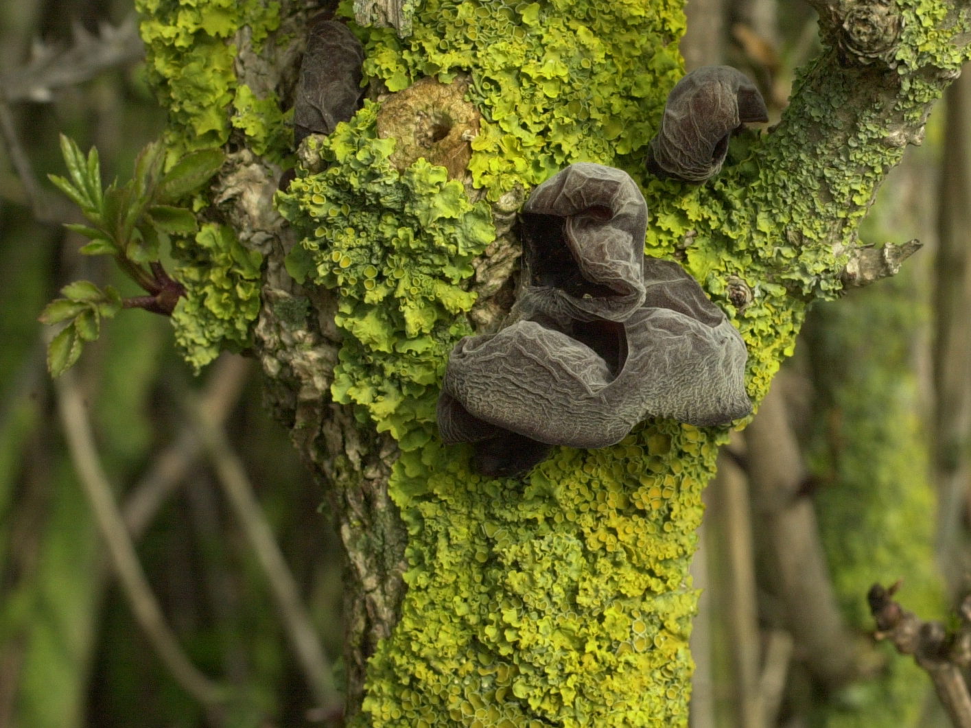 Afficher le média auricularia_auricula-judae2md auricularia_auricula-judae2md