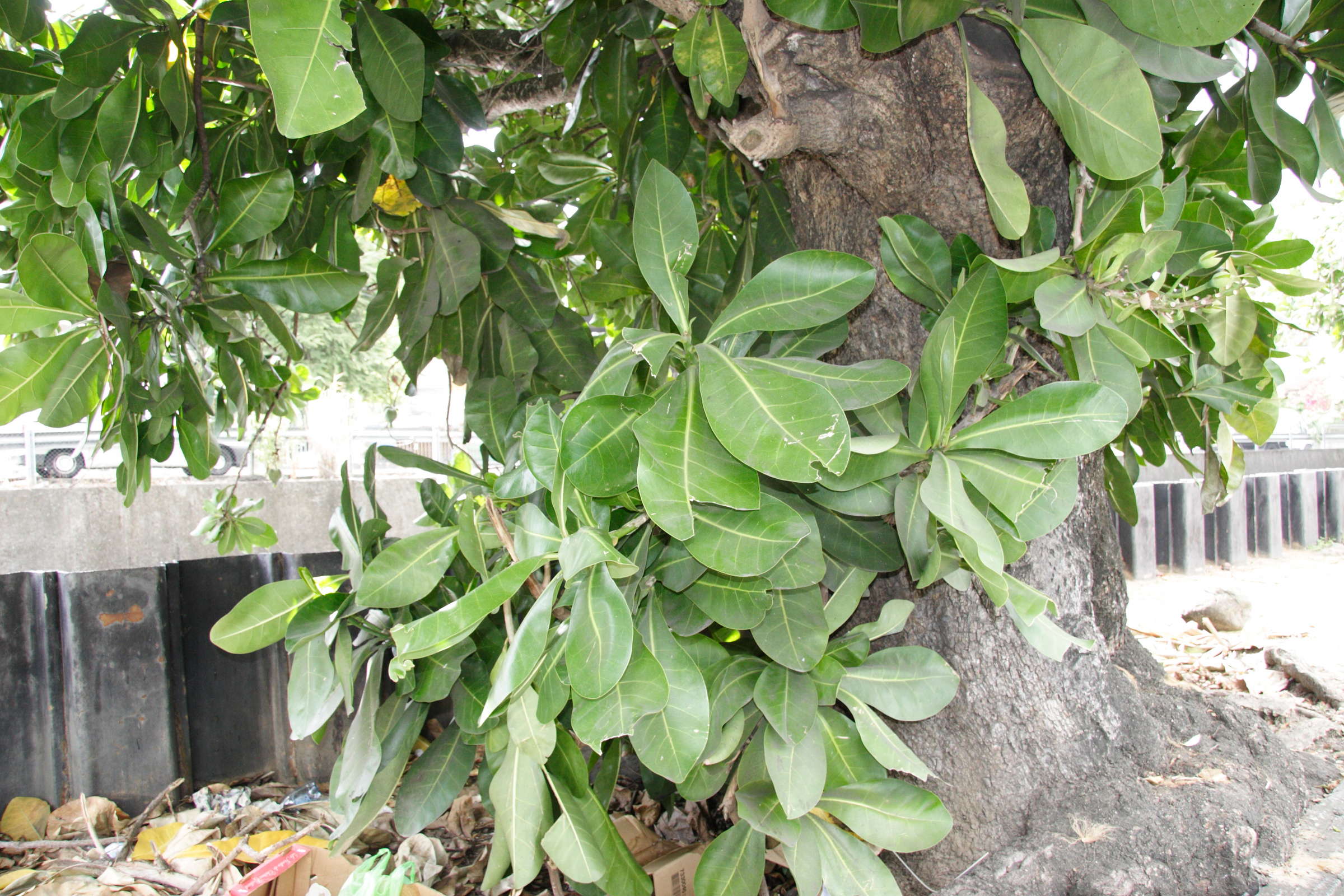 barringtonia_asiatica4md