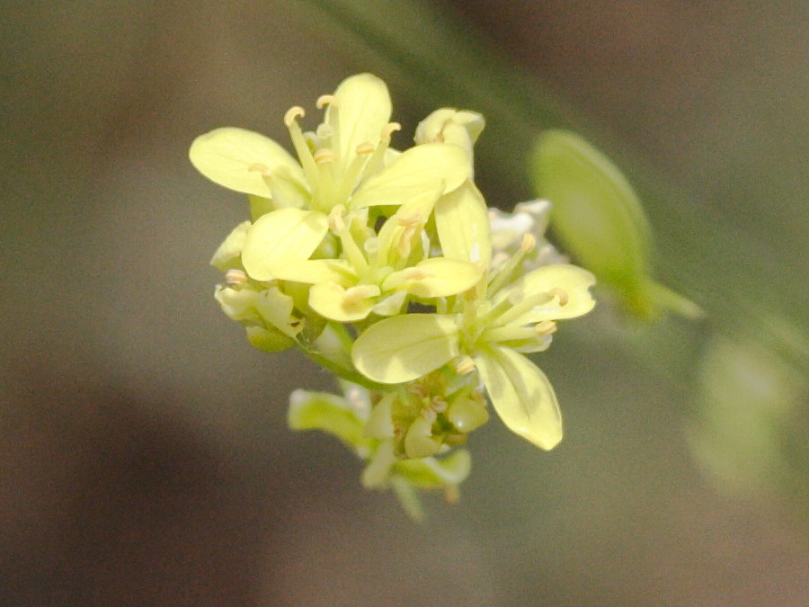 Afficher le média biscutella_laevigata3md biscutella_laevigata3md