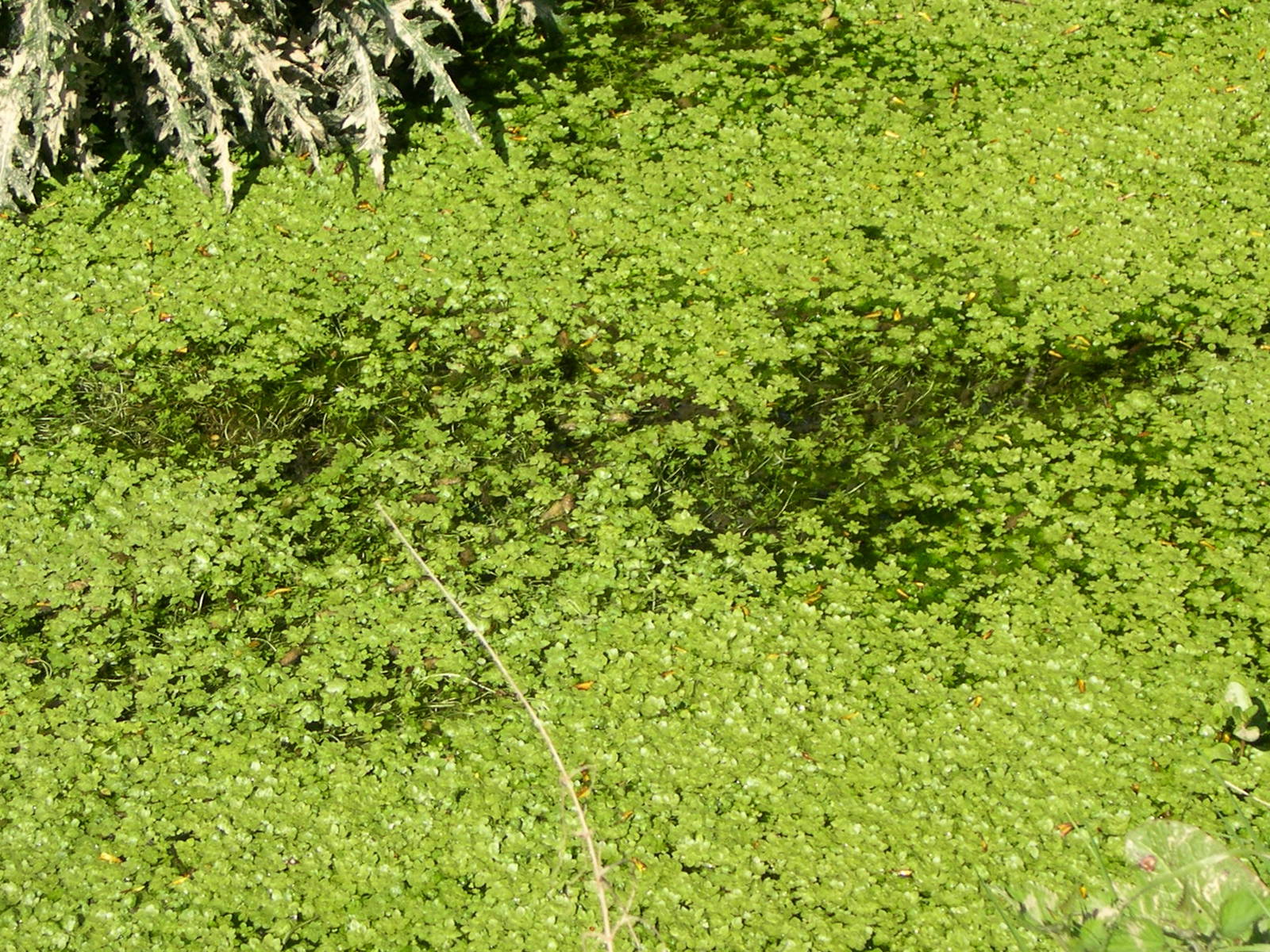 Afficher le média callitriche_obtusangula1md callitriche_obtusangula1md