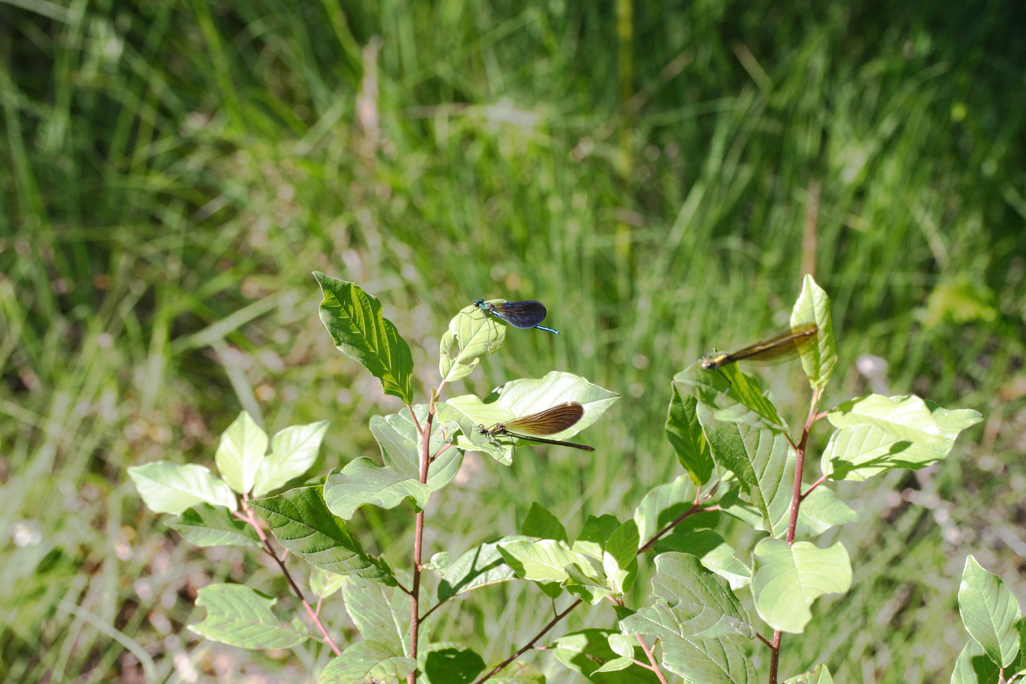 calopteryx_virgo_meridionalis1md