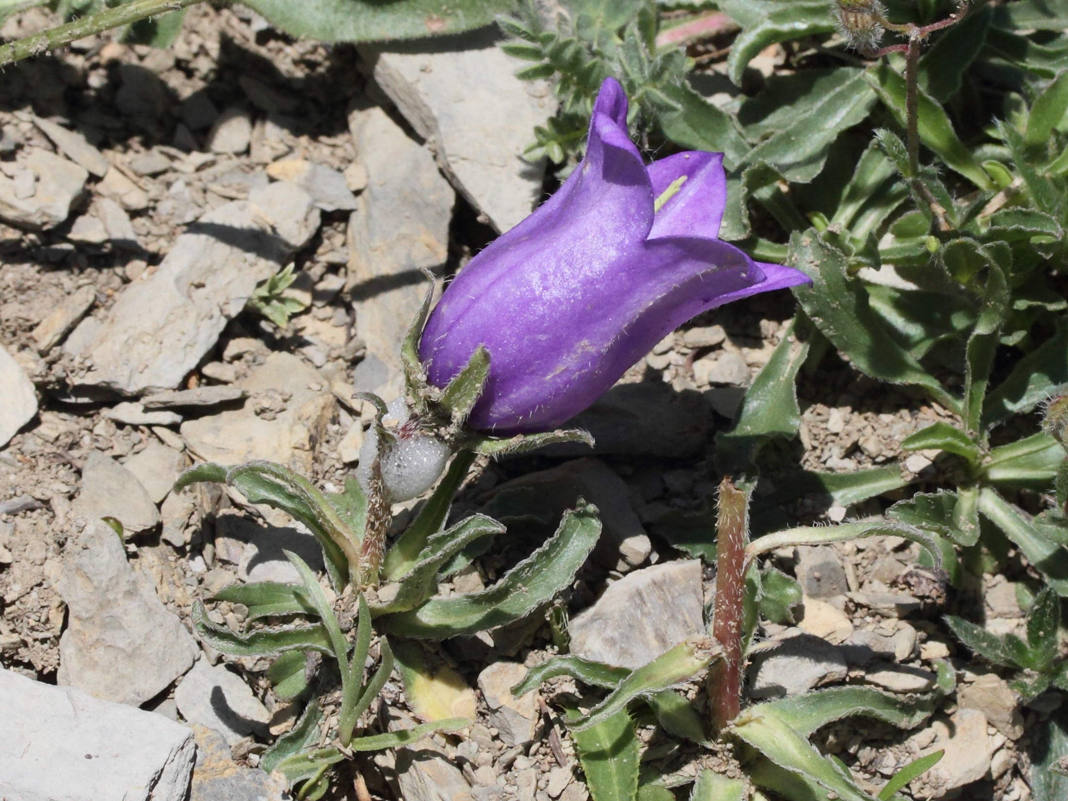 Afficher le média campanula_alpestris4md campanula_alpestris4md