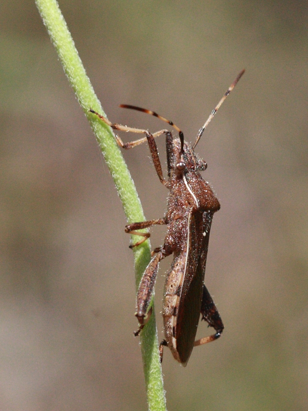 camptopus_lateralis2bd