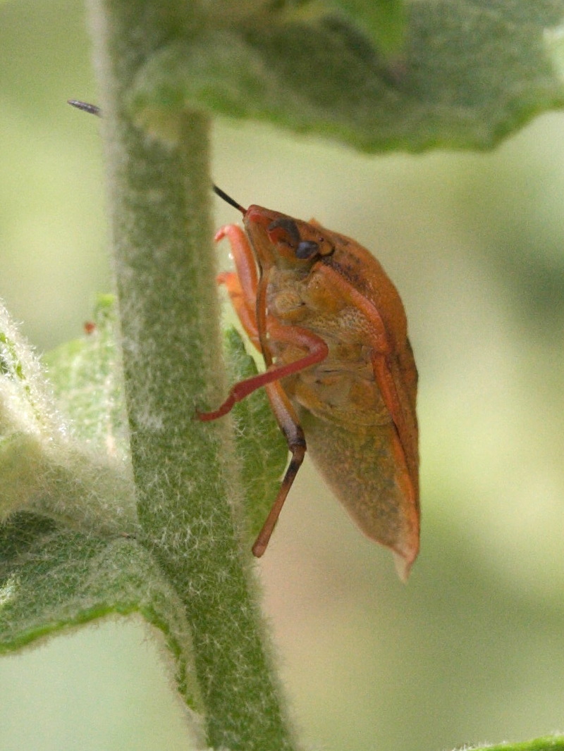 carpocoris_mediterraneus2md