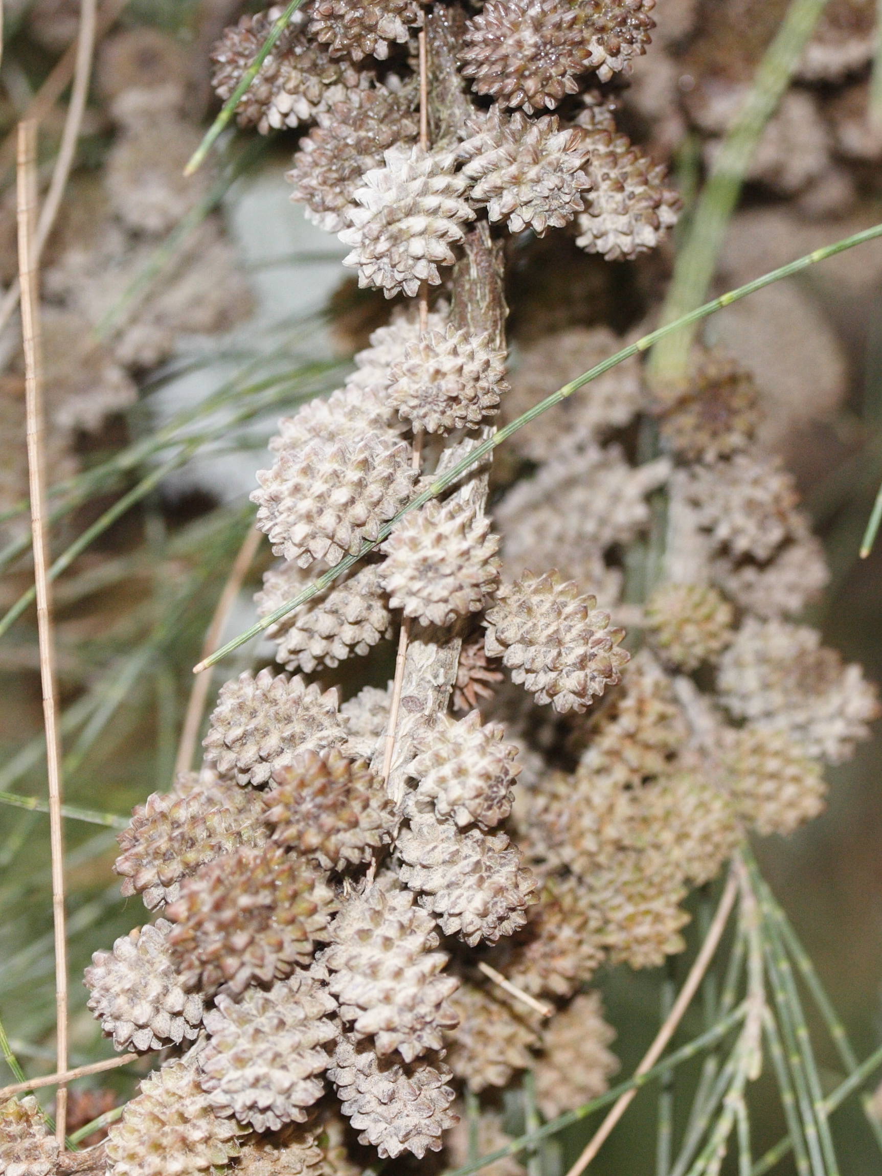 Afficher le média casuarina_cunninghamiana2md casuarina_cunninghamiana2md