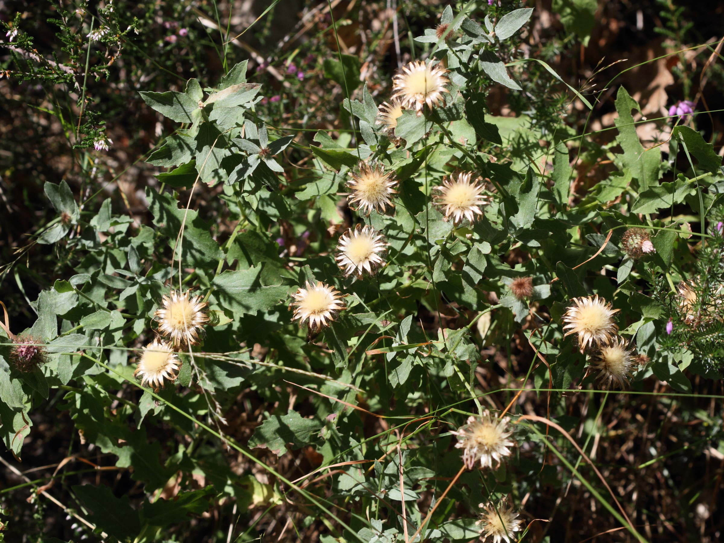 centaurea_pectinata5md