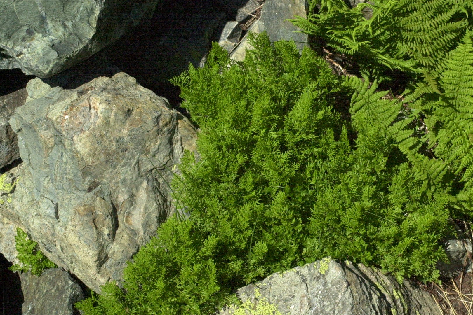 cryptogramma_crispa1md