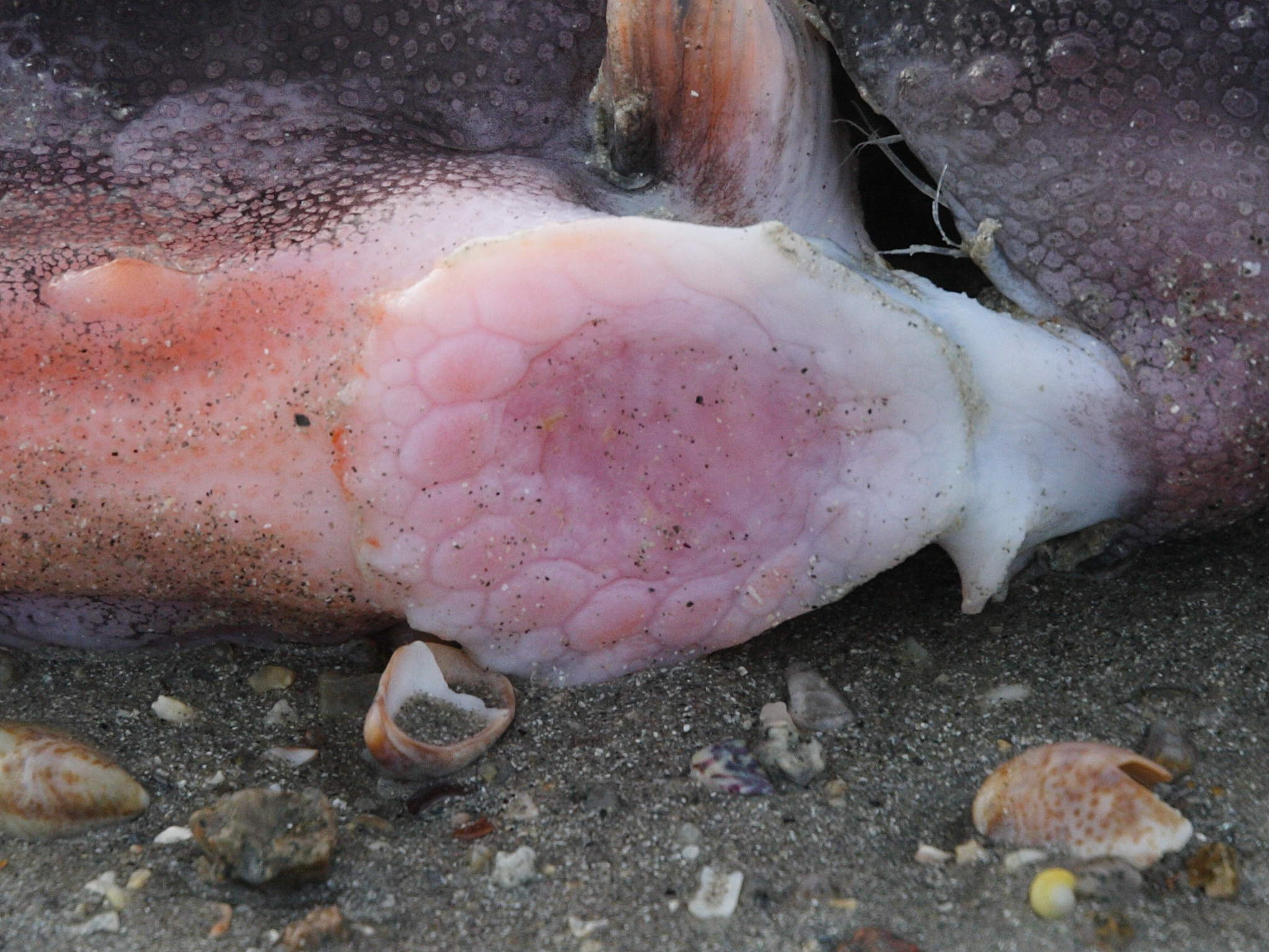 cyclopterus_lumpus3md