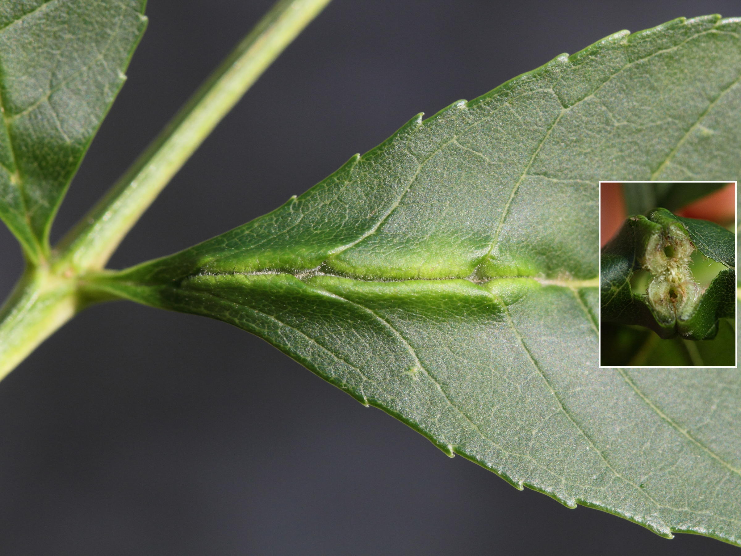 dasineura_fraxini_galle4md