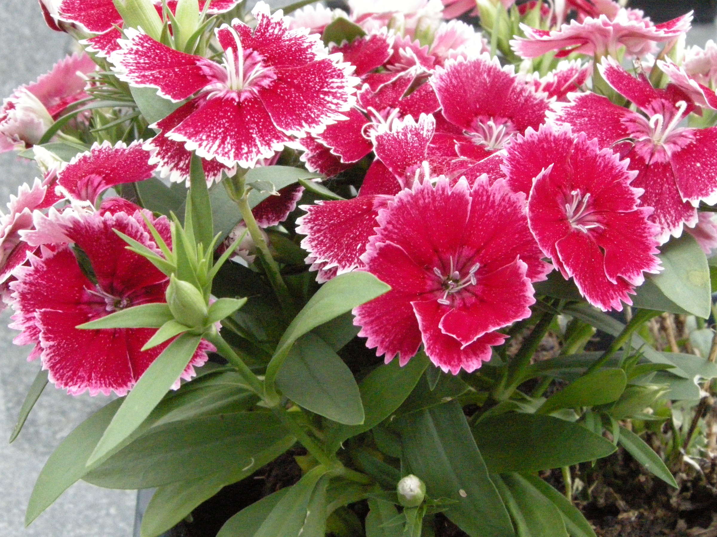 Afficher le média dianthus_chinensis2md dianthus_chinensis2md