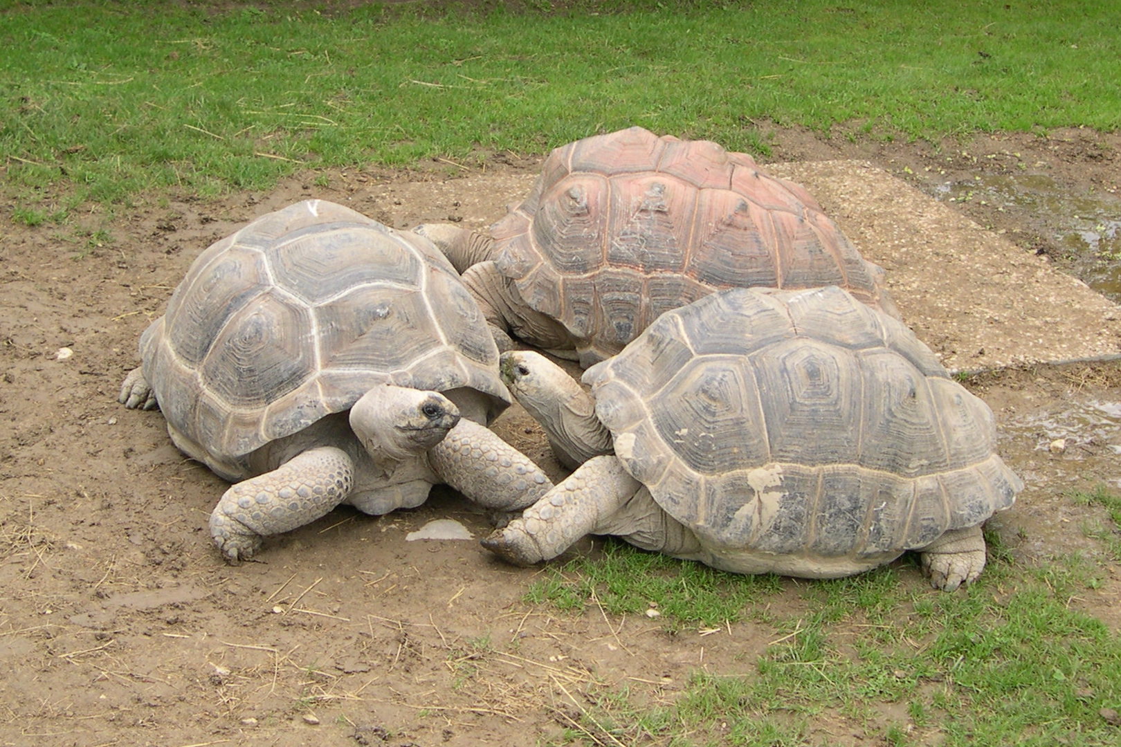 Afficher le média dipsochelys_elephantina2md dipsochelys_elephantina2md
