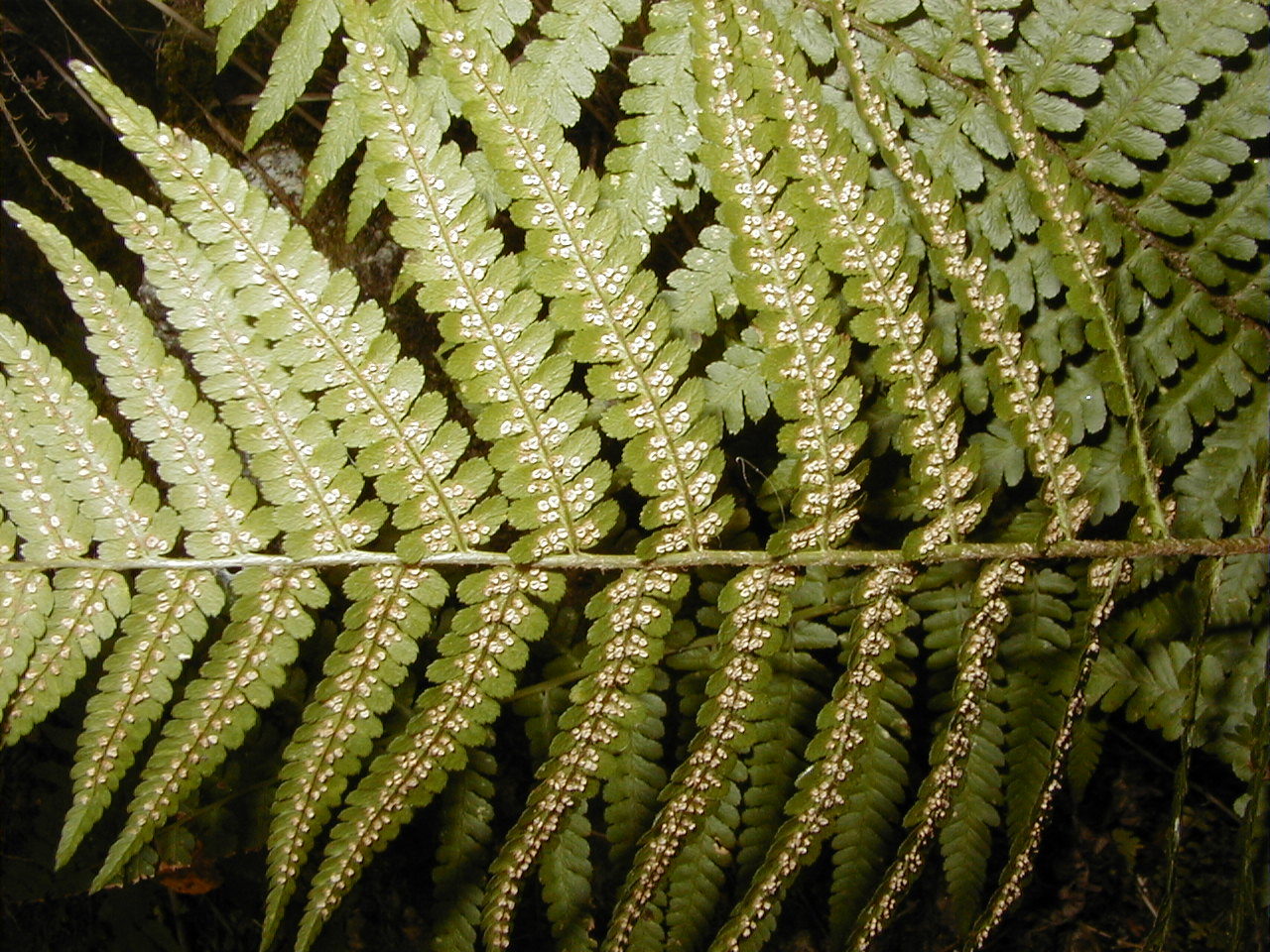 Dryopteris_Filix-mas