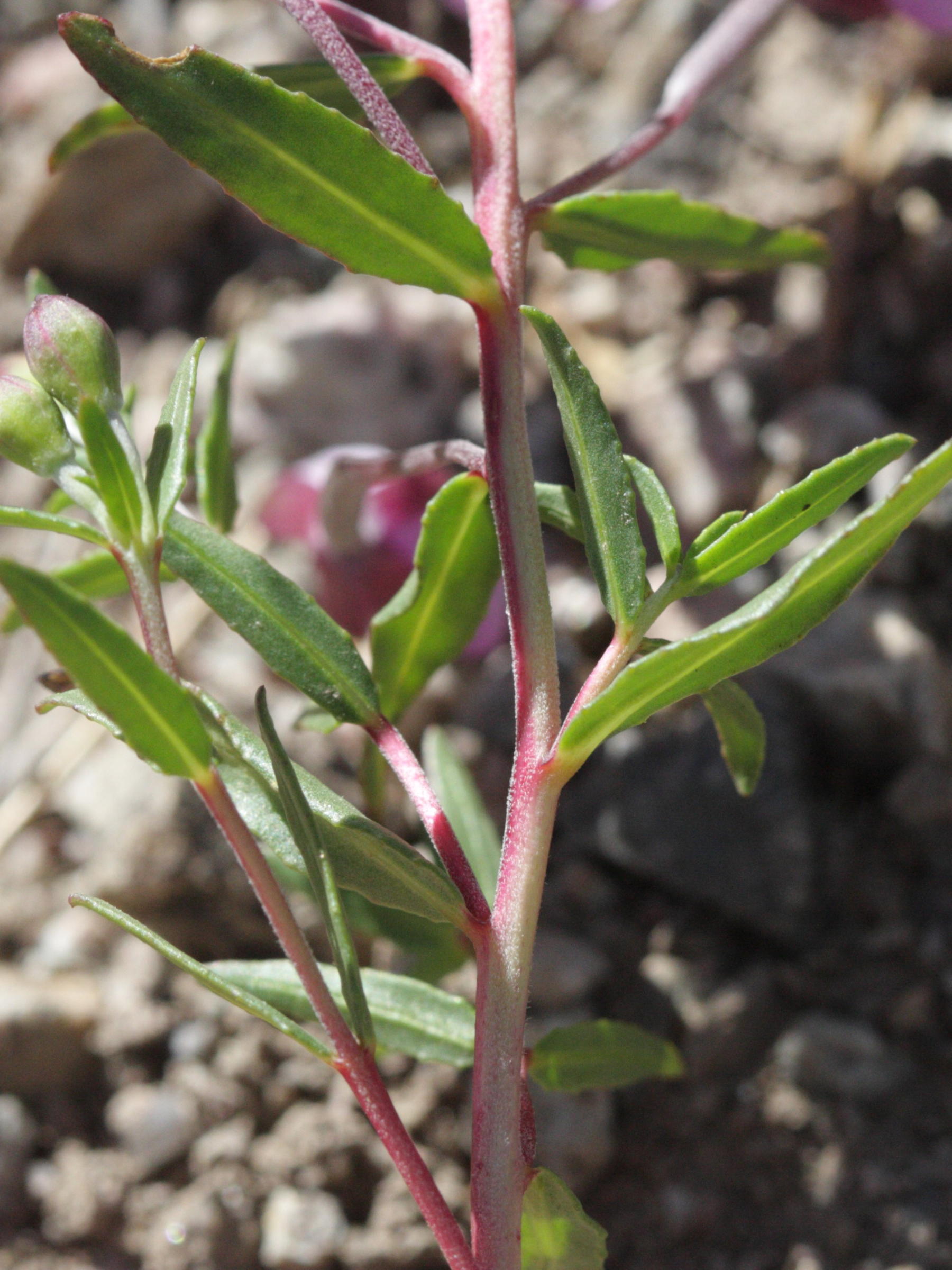 epilobium_fleischeri4bd