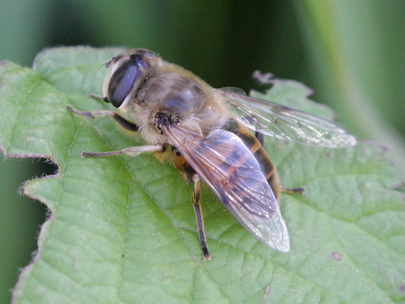 eristalis_interrupta3bd