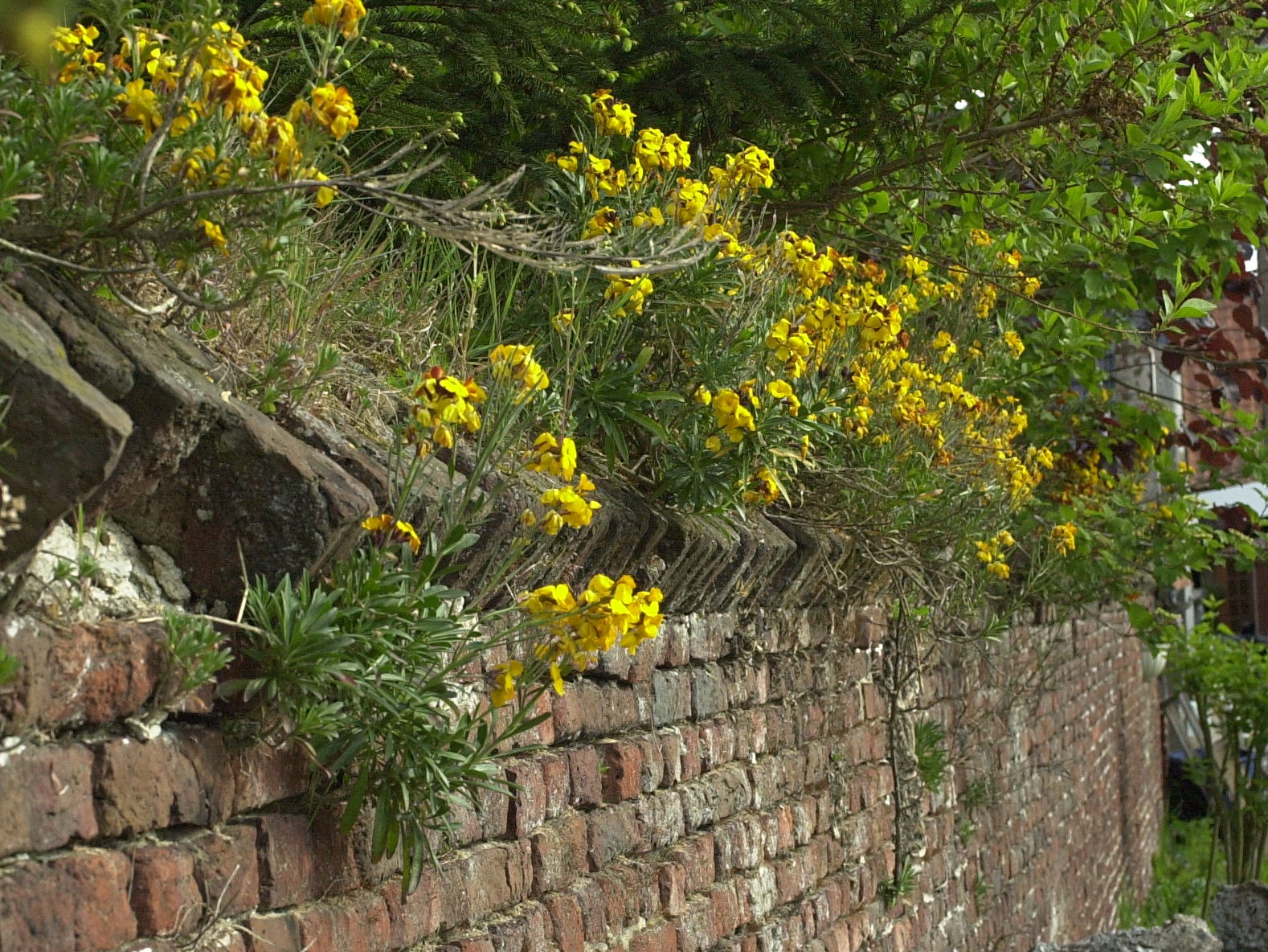 Afficher le média Erysimum_cheiri Erysimum_cheiri